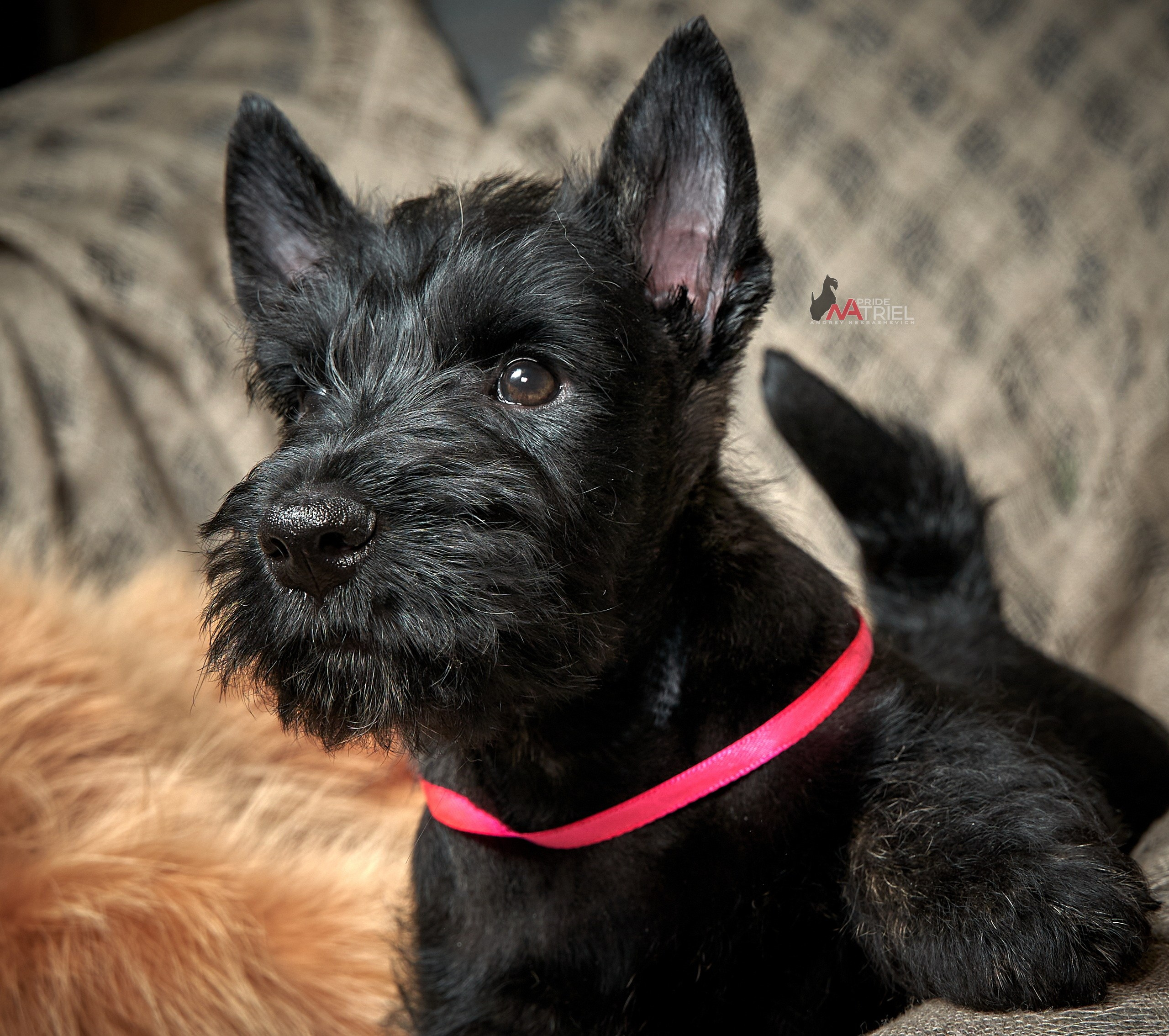 Щенки дома — галерея NATRIEL