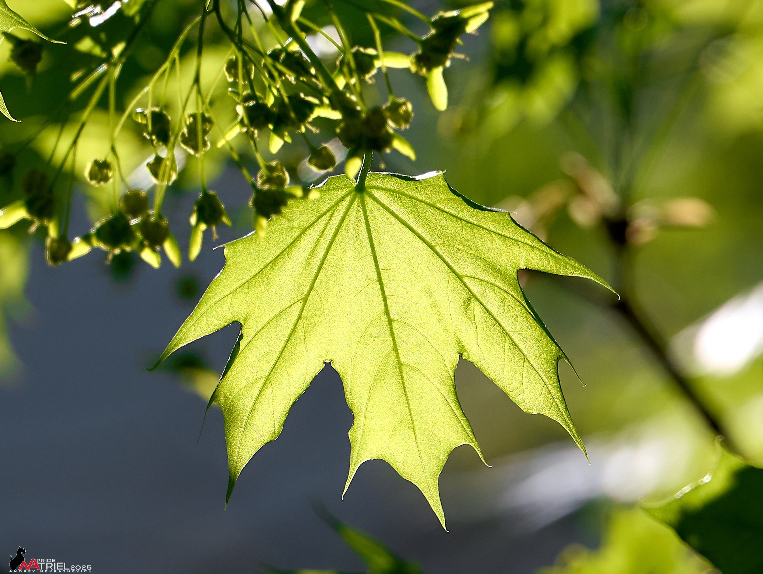 Природа в апреле. Всё в цветении!