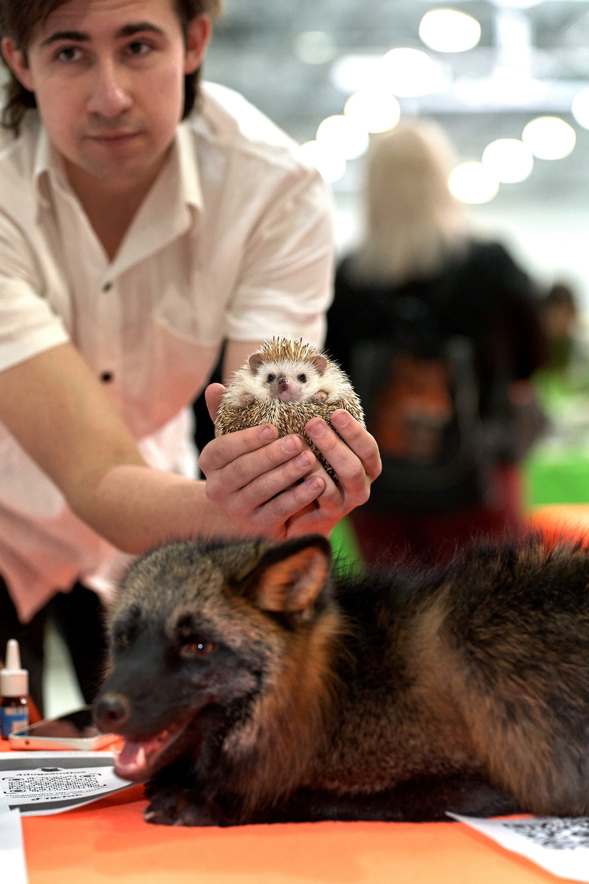 Выставки животных — галерея NATRIEL