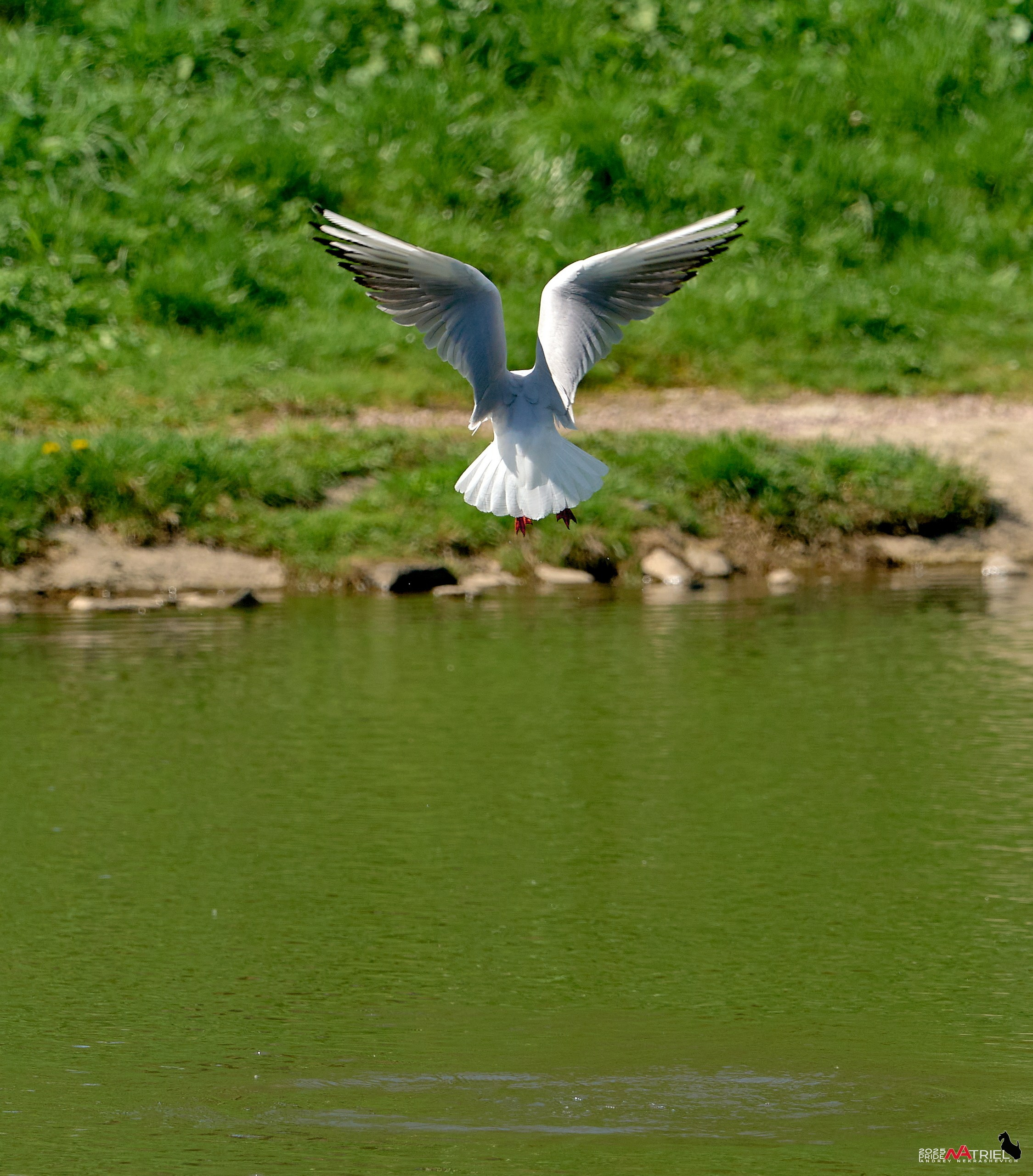 Птички и цветочки
