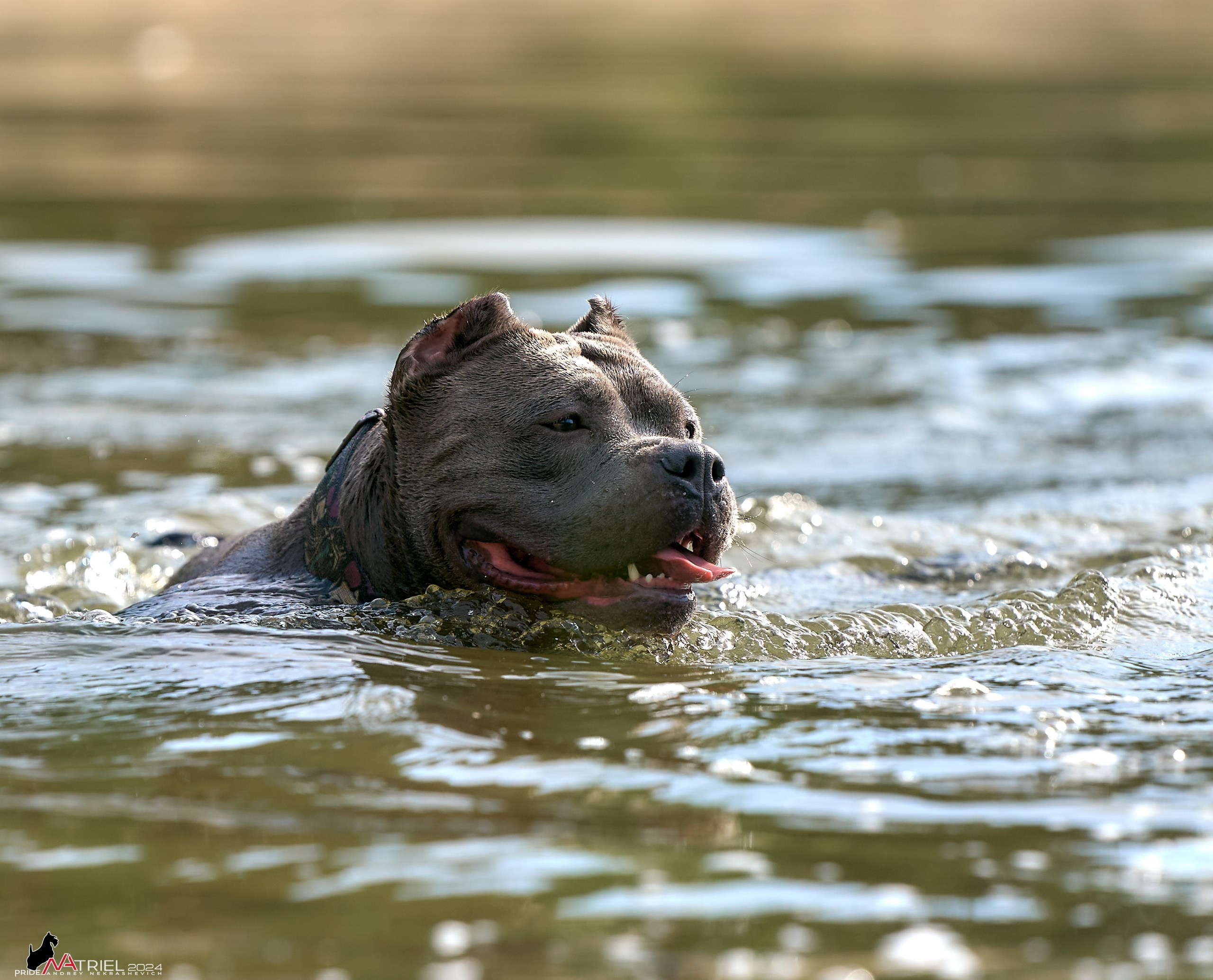 Фотопрогулка с булли