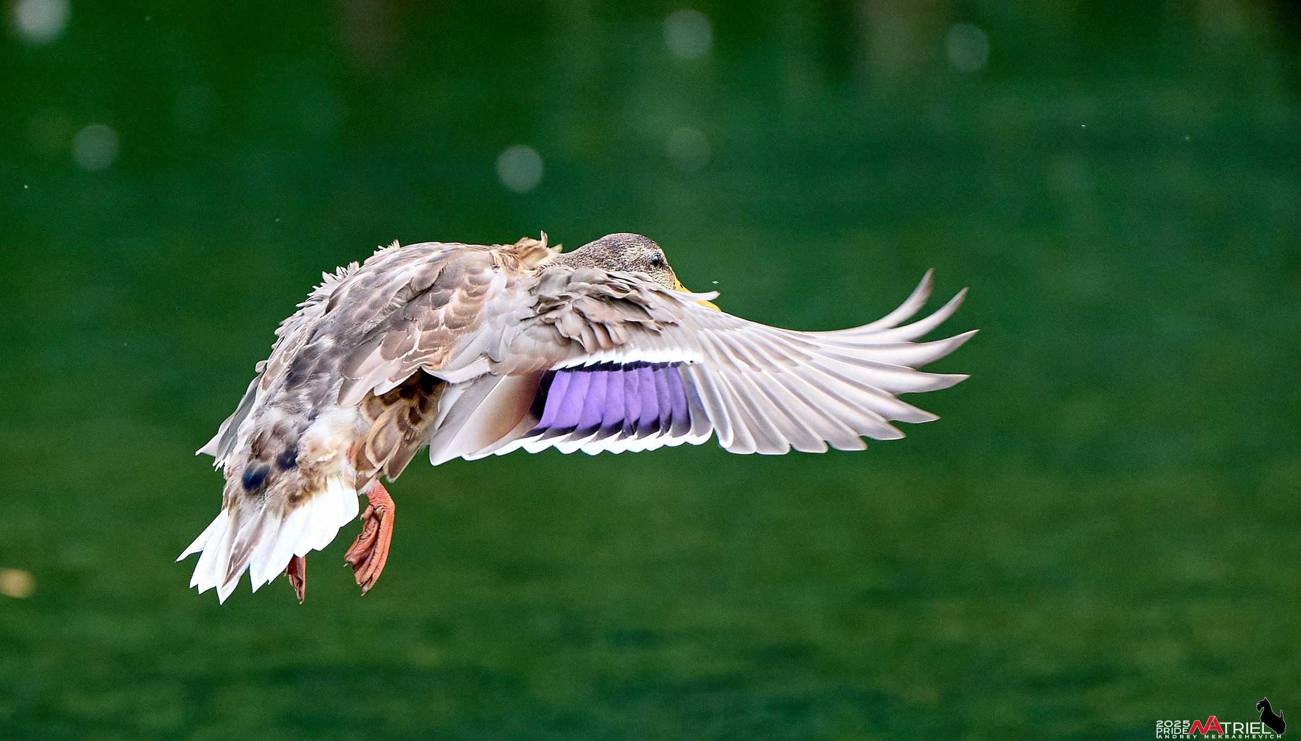 Утки на пруду