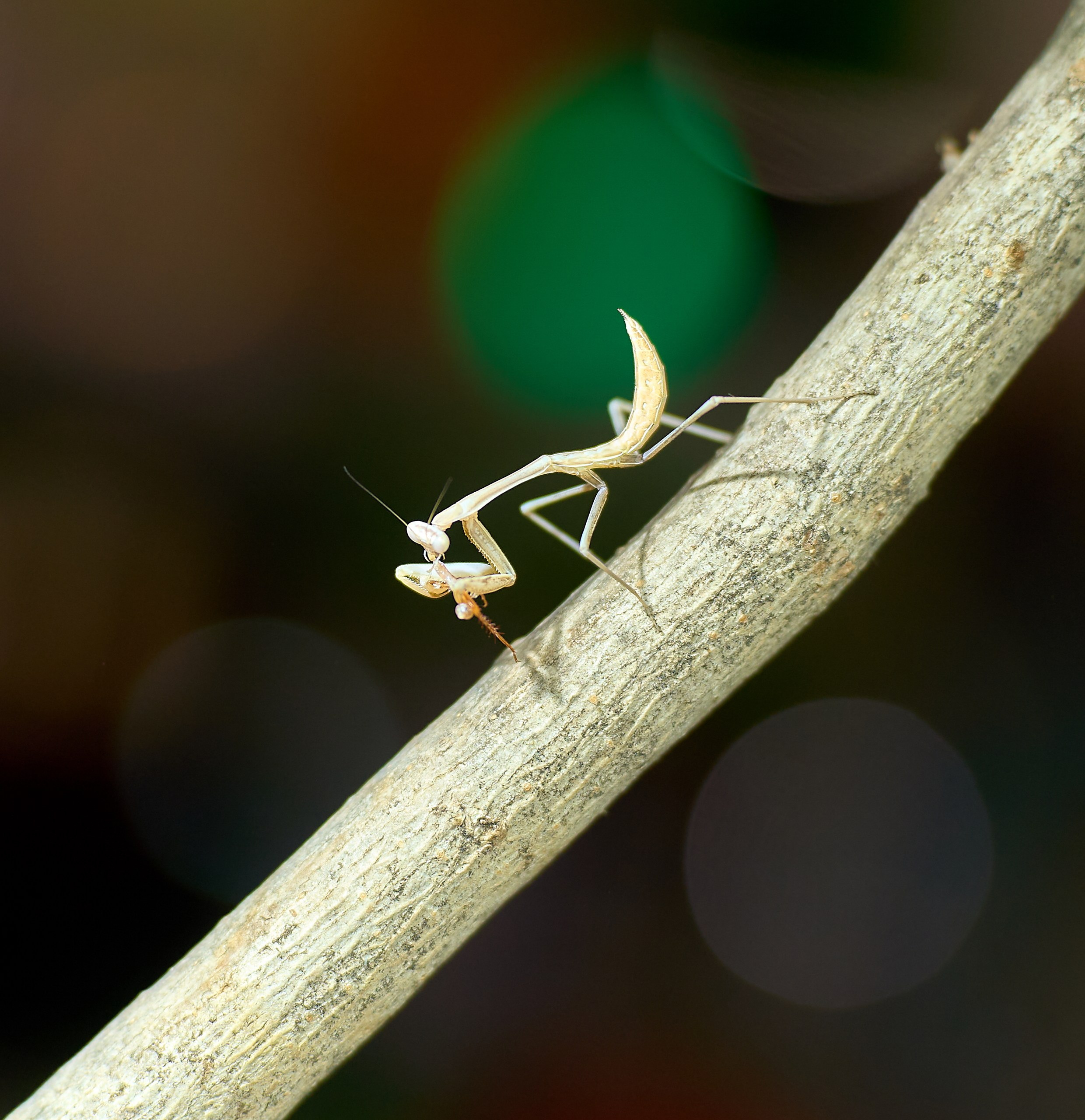 Макро-фото — галерея NATRIEL