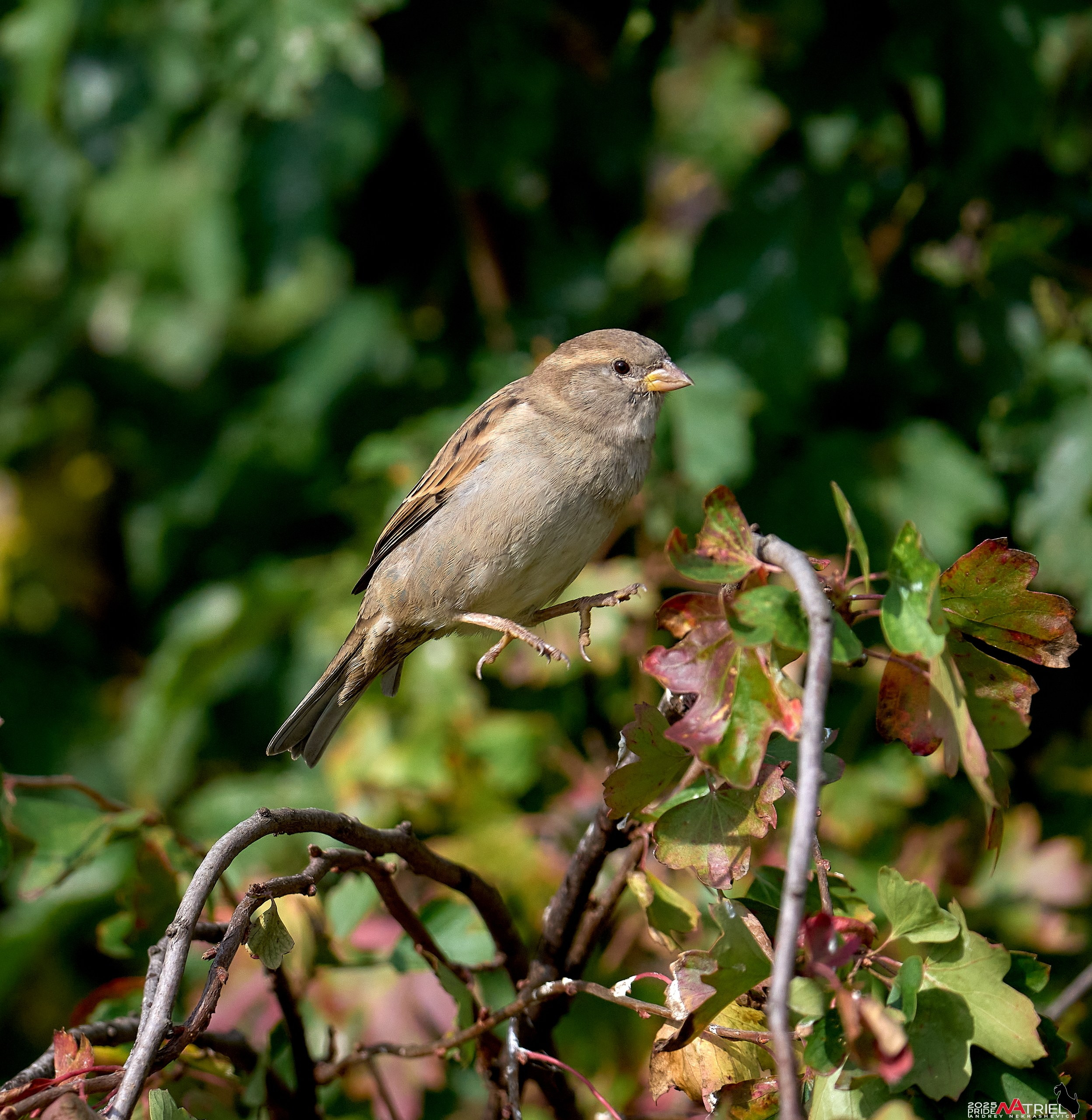 Съемка с объективом Sony 200-600 на камеру Sony A1m2