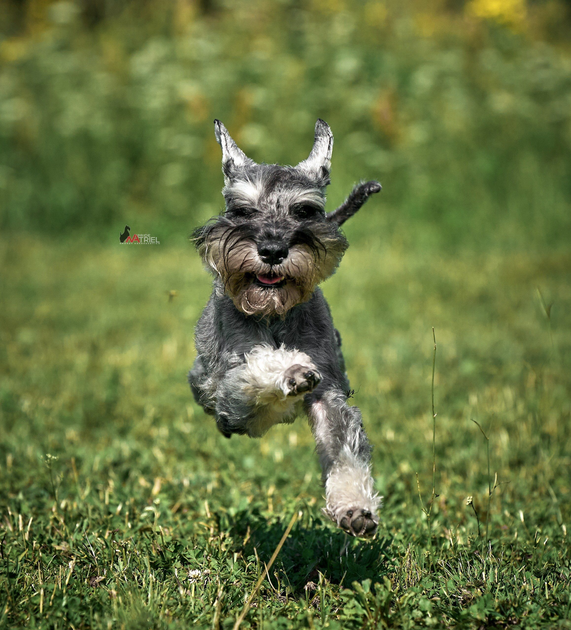 Прогулка в движении — галерея NATRIEL