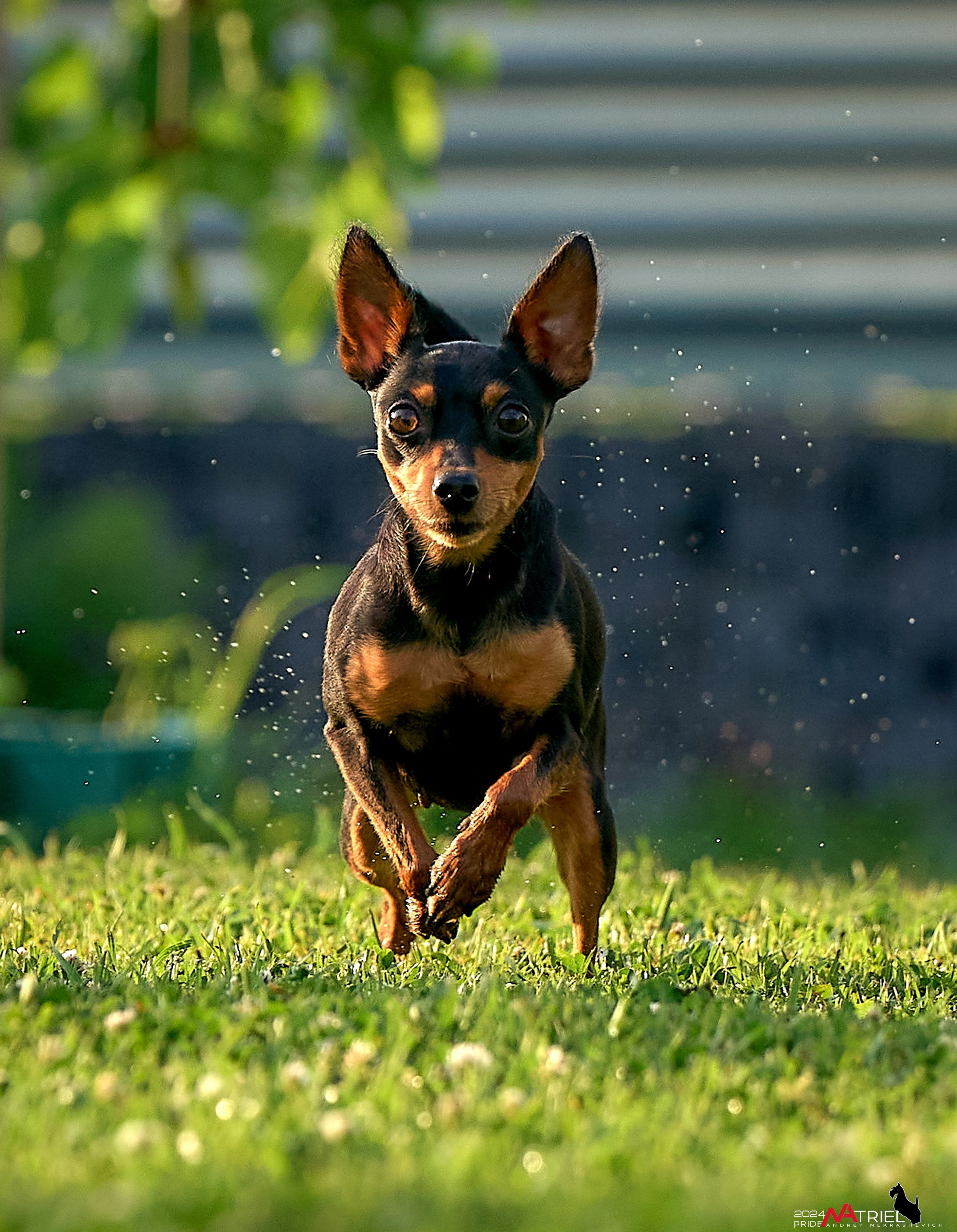 Фотопрогулка с крысариками