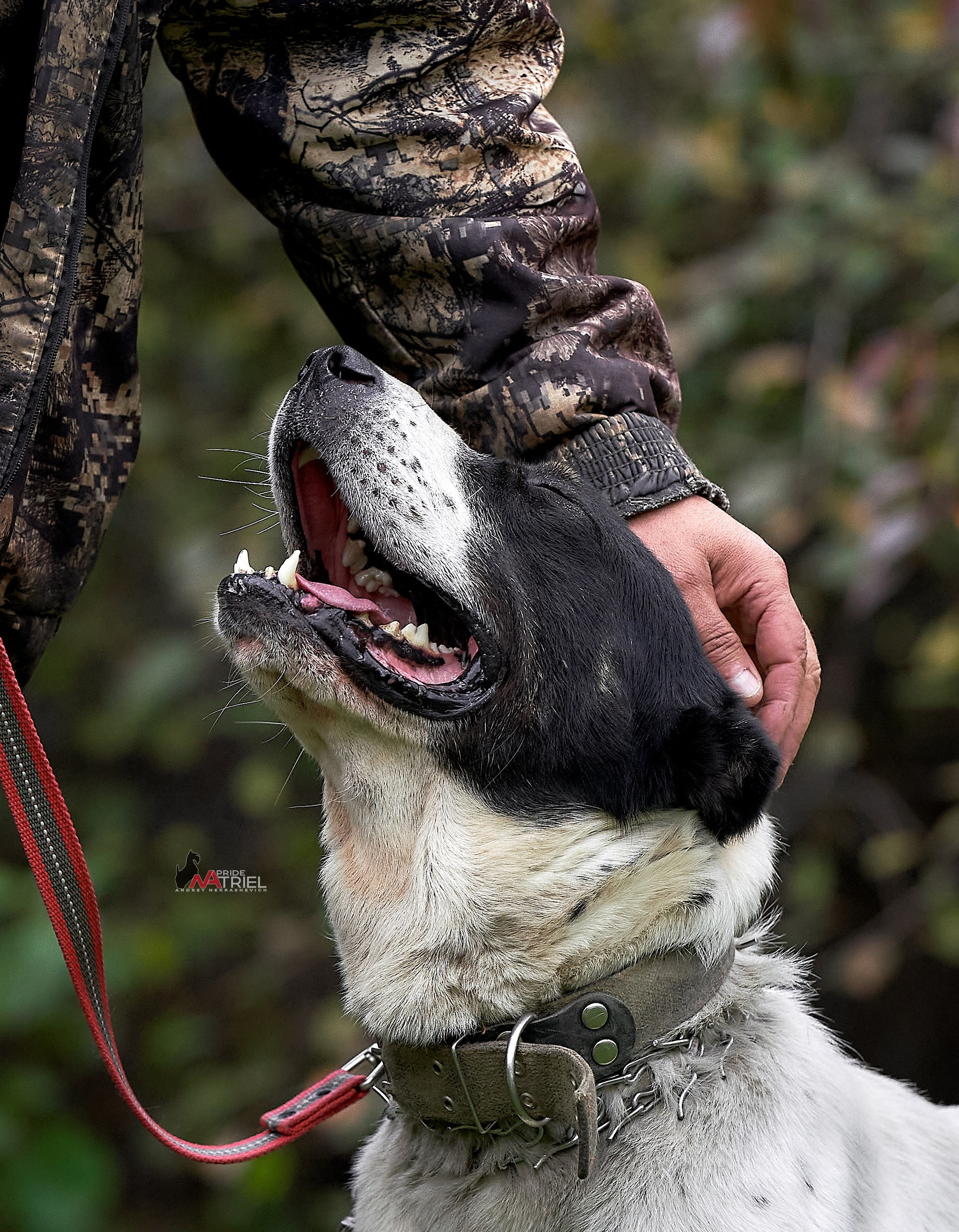 Портреты собак — галерея NATRIEL