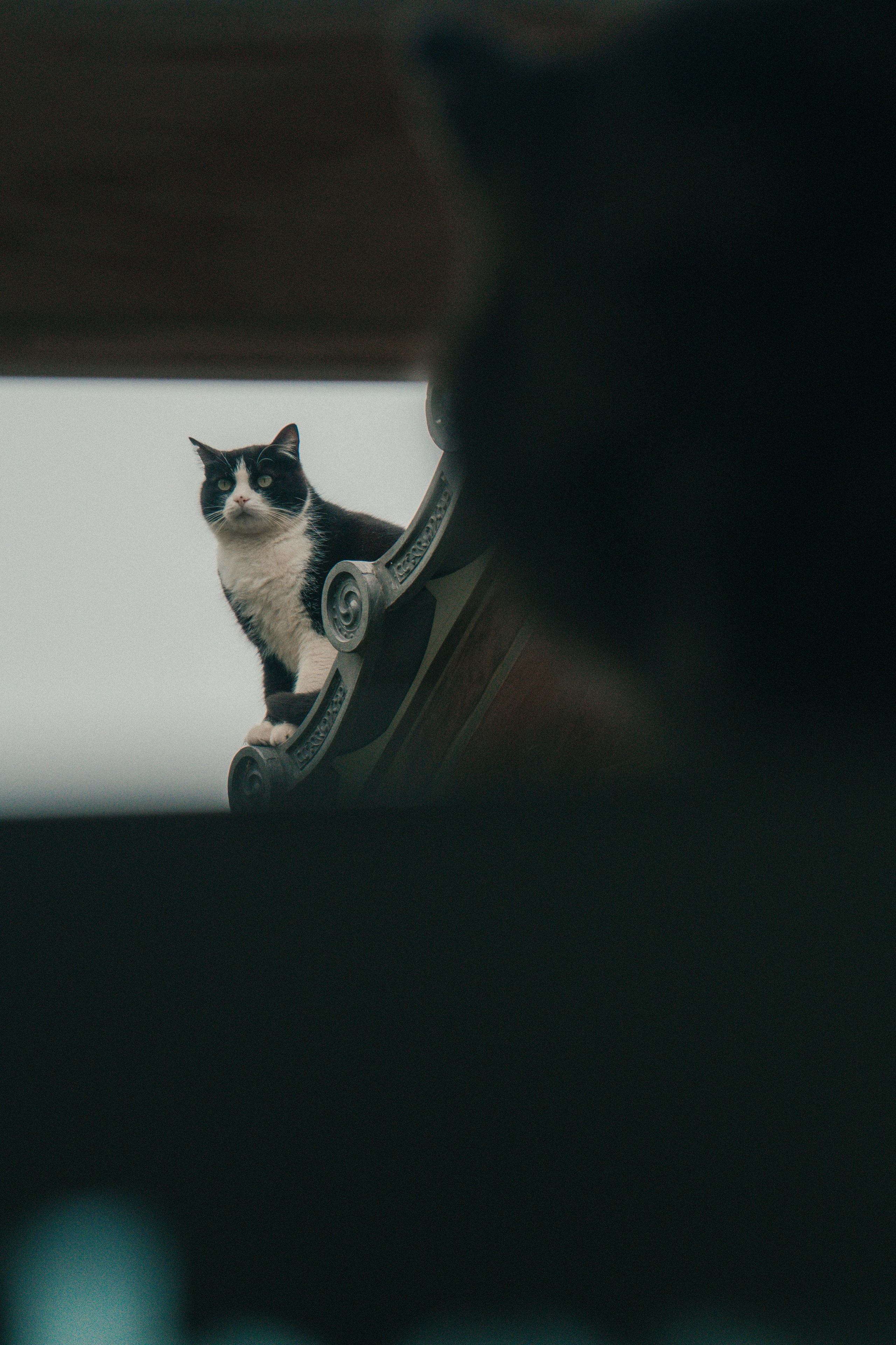 ฅ^•ﻌ•^ฅ. Видеомейкер и фотограф Даниил Гуска