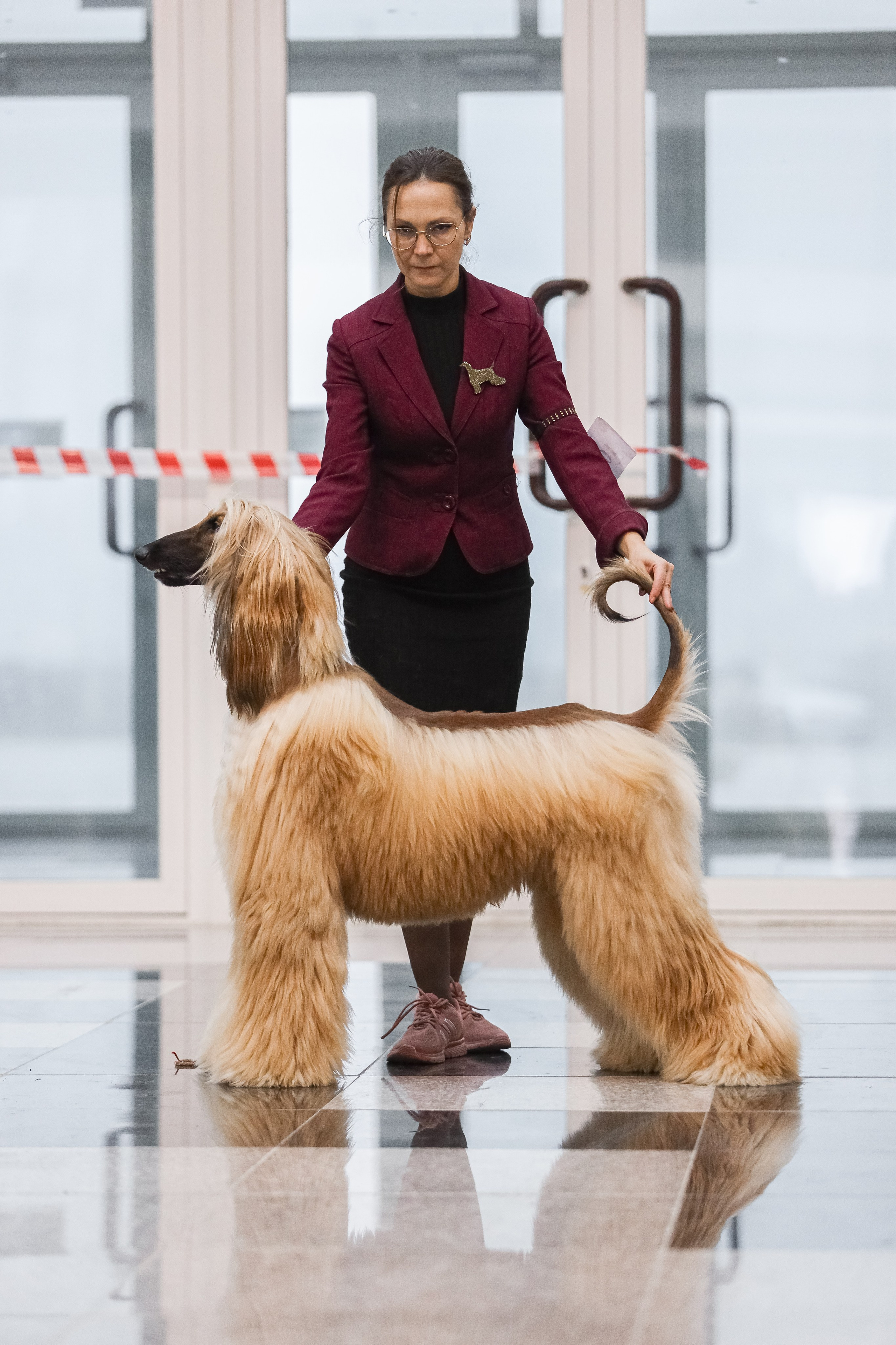 Международная выставка собак СACIB FCI 29-30.11.2025. Галерея фотографий афганской борзой