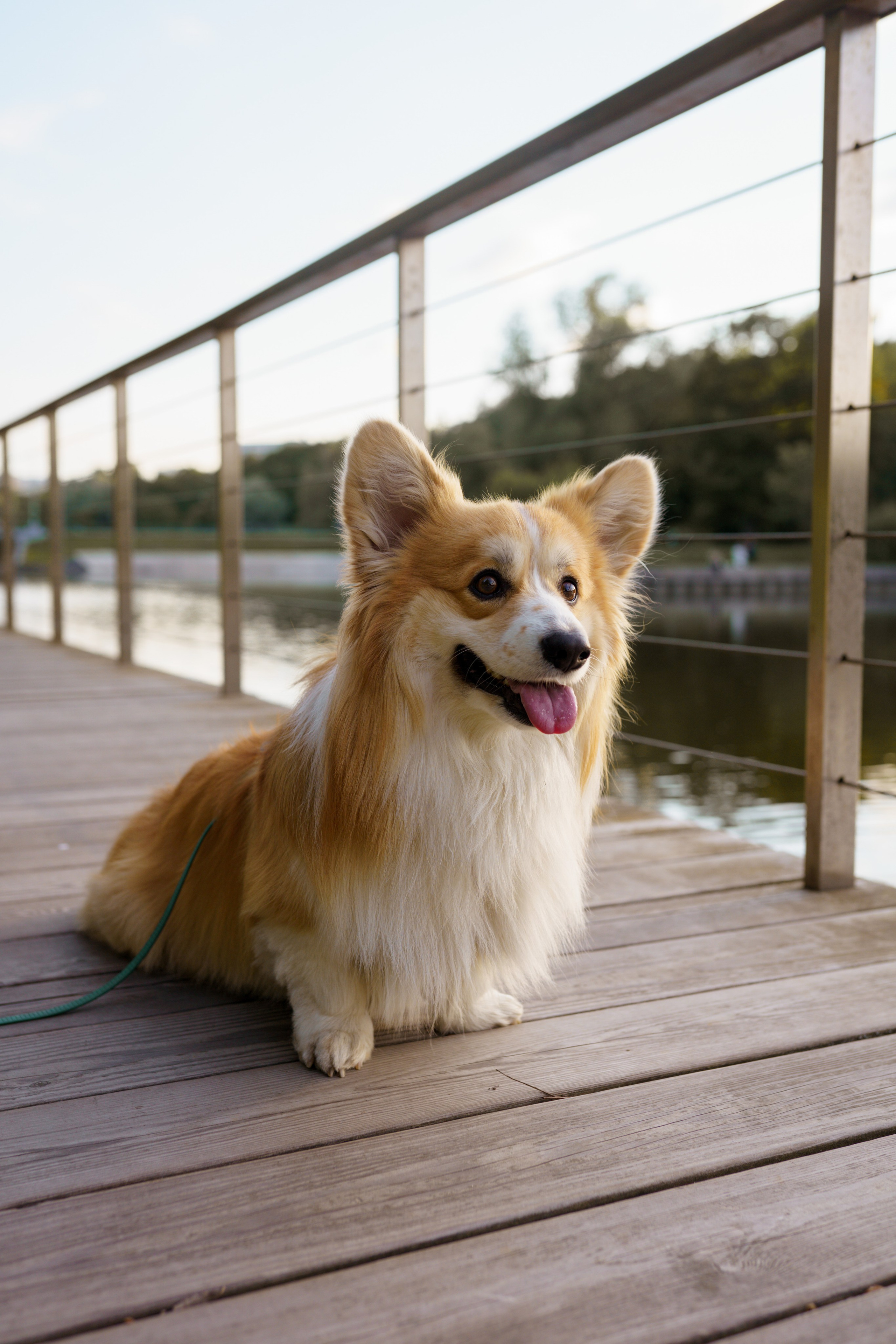 Катя, Арсений и Пух. Свадебный фотограф в Москве Анна Полушина