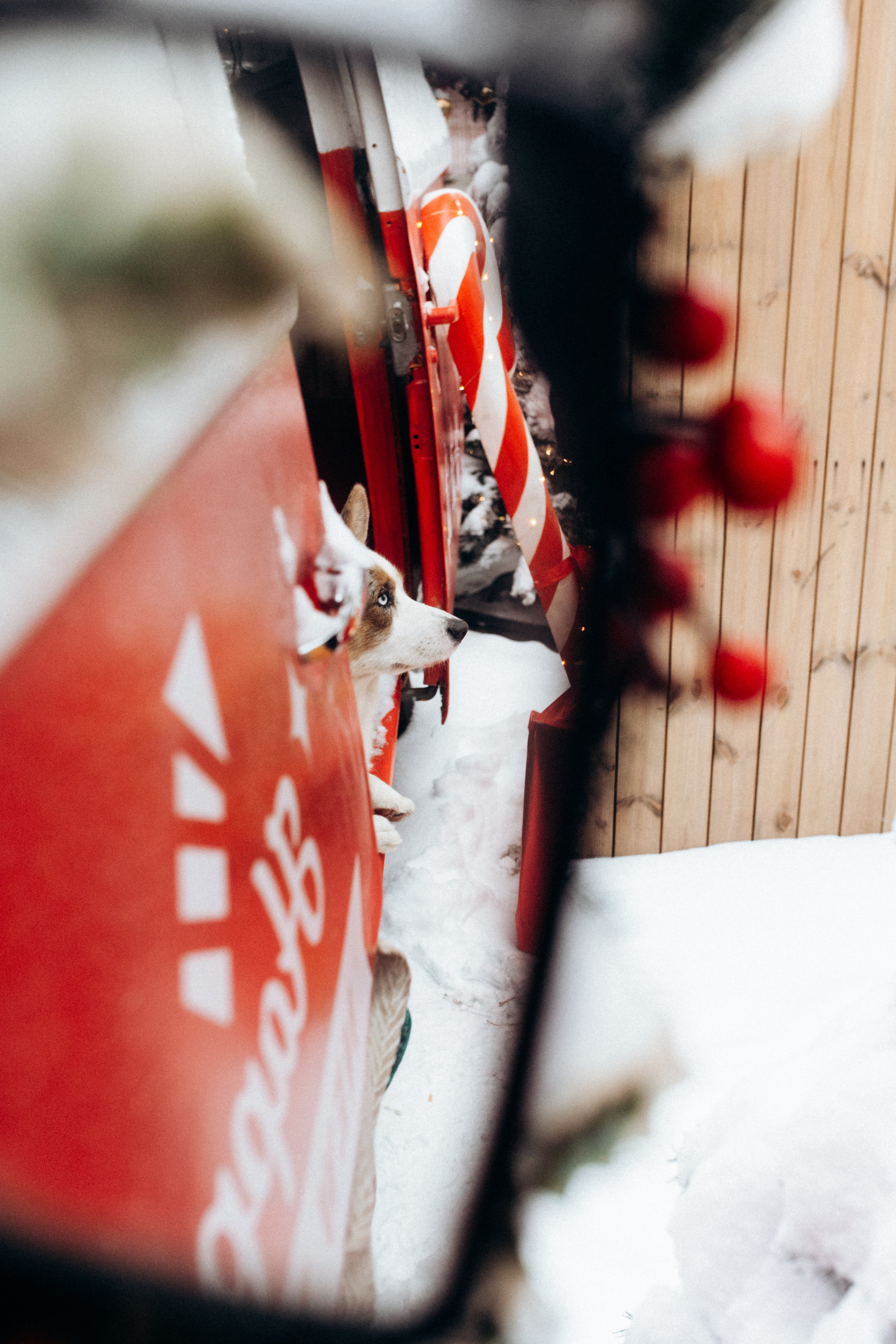 Маша и Дэф. Фотограф анималист в Москве Ольга Агушева