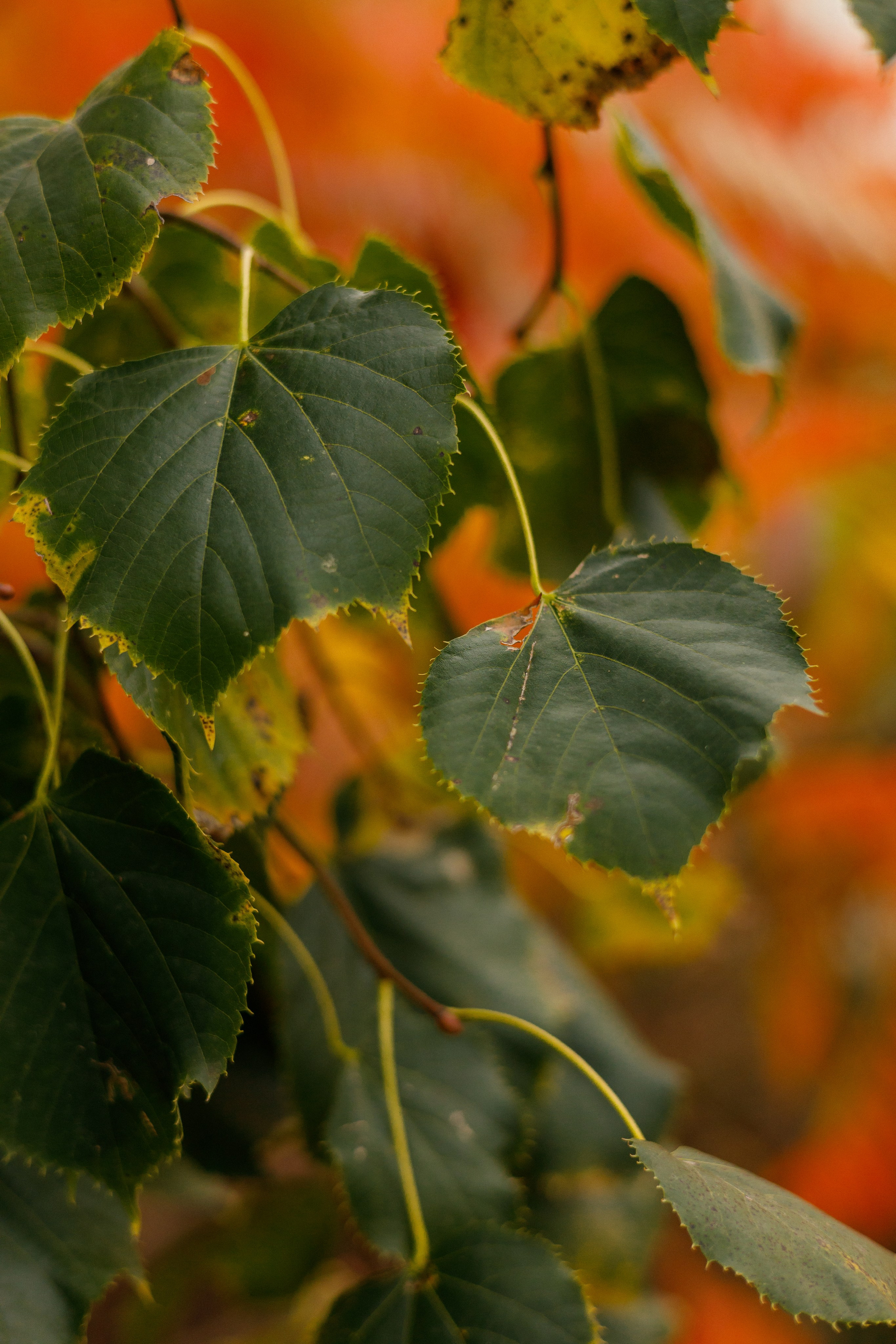 Осень на Юге