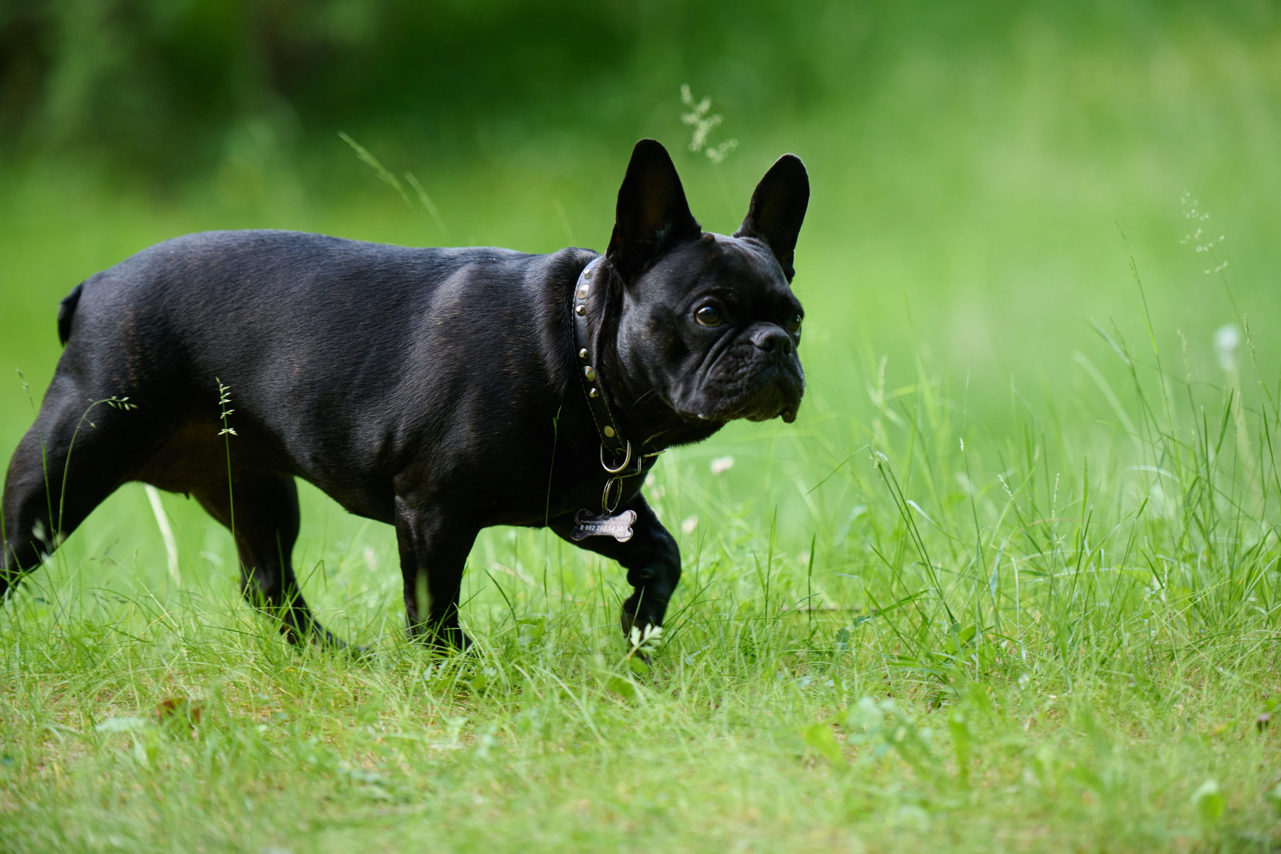Семейная фотосессия с собакой. Репортажный и семейный фотограф — Шелихов Сергей