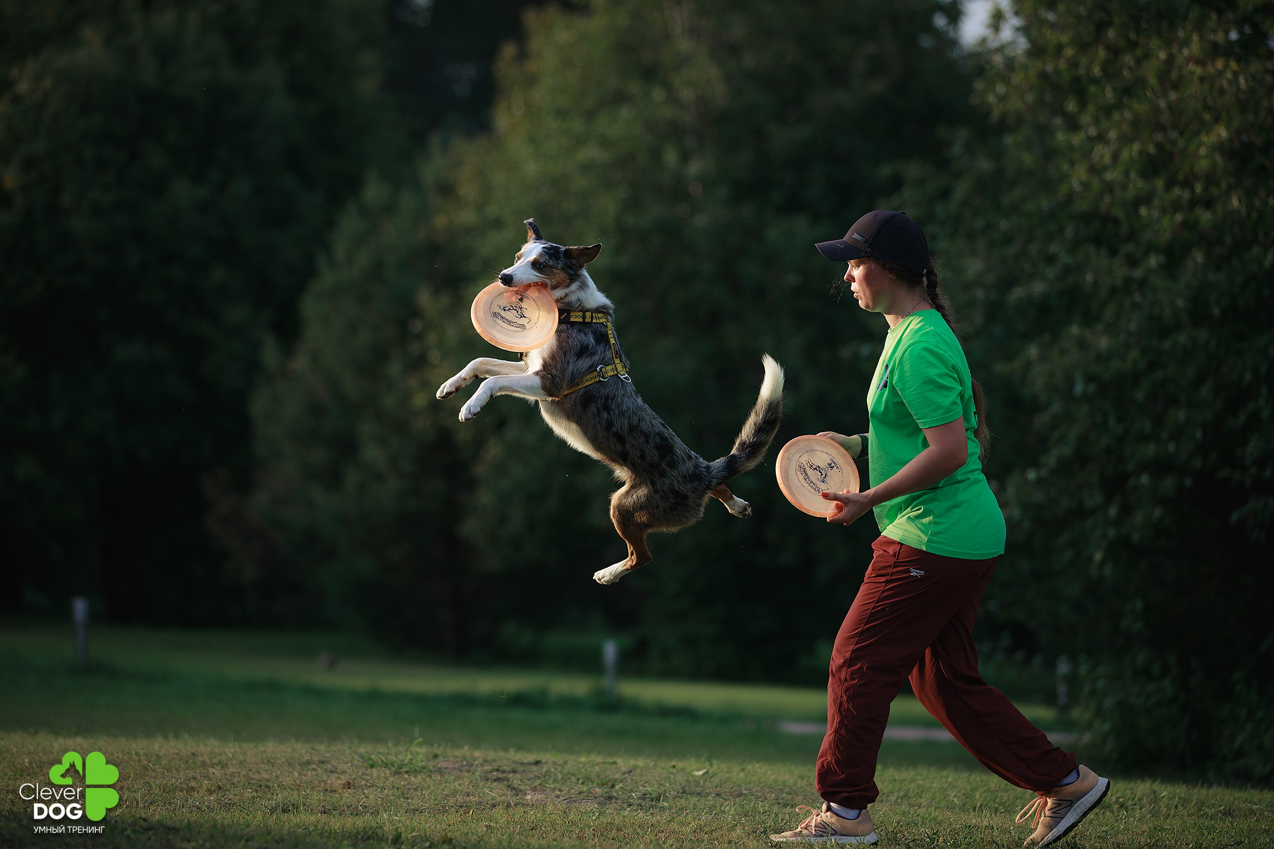 Кинологический лагерь CleverDog, 2024. Фотограф-анималист Mary Mart — Москва, Питер