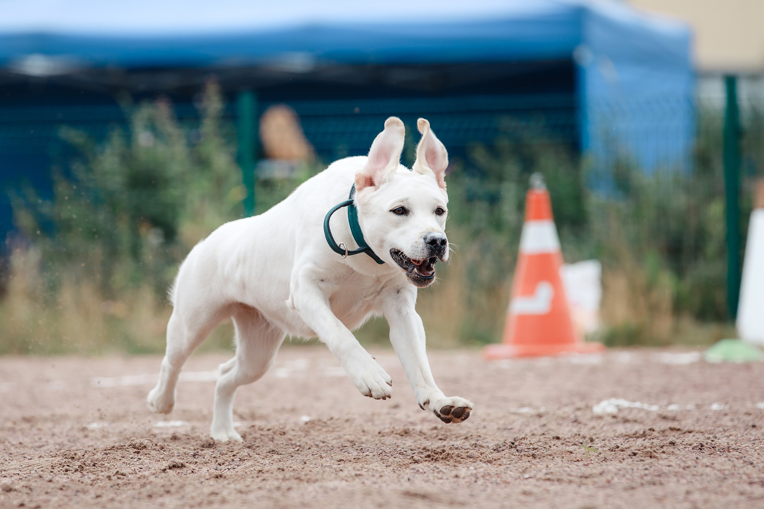 Питч&Гоу + веселые старты. Фотограф-анималист Mary Mart — Москва, Питер