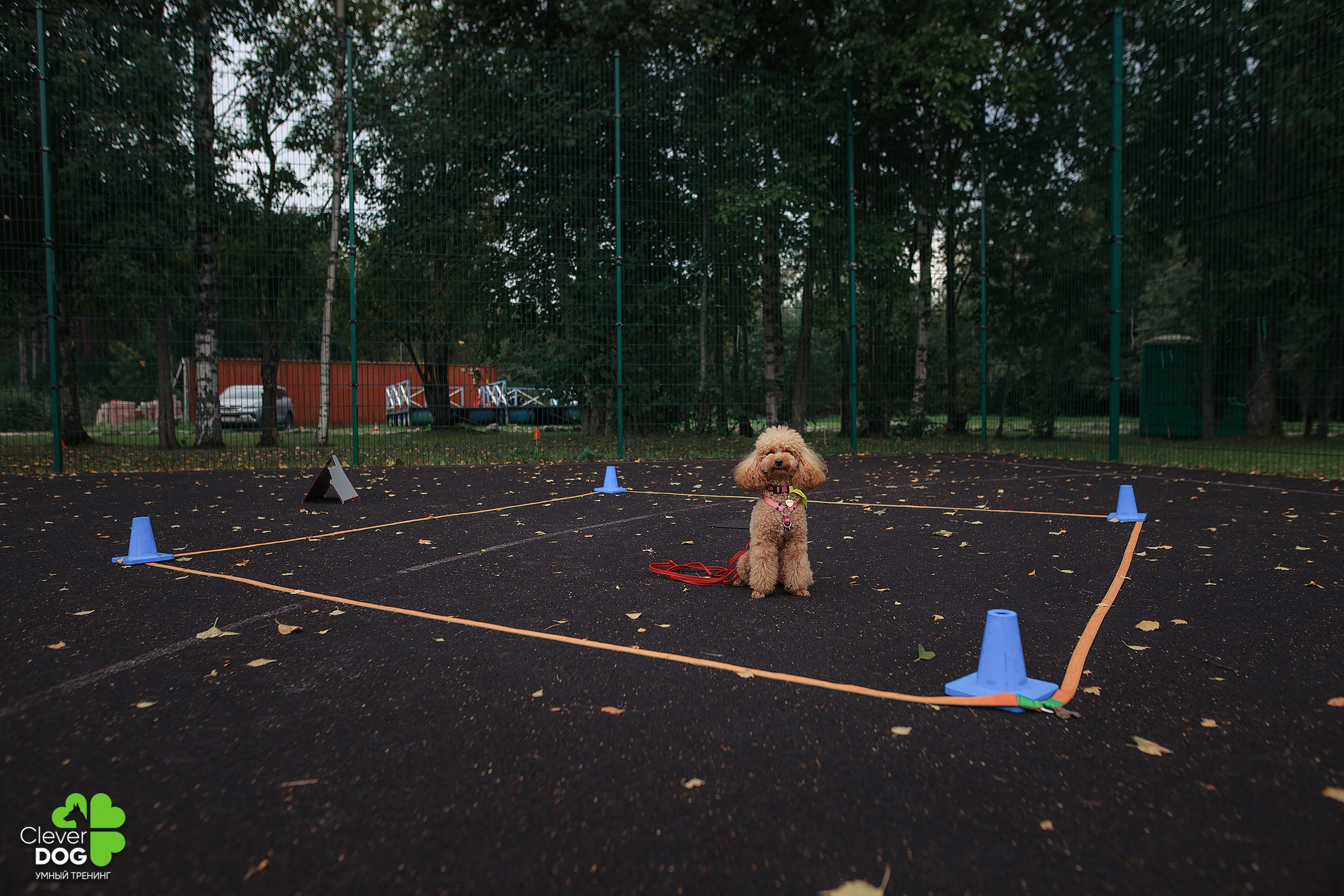 Кинологический лагерь CleverDog, 2024. Фотограф-анималист Mary Mart — Москва, Питер