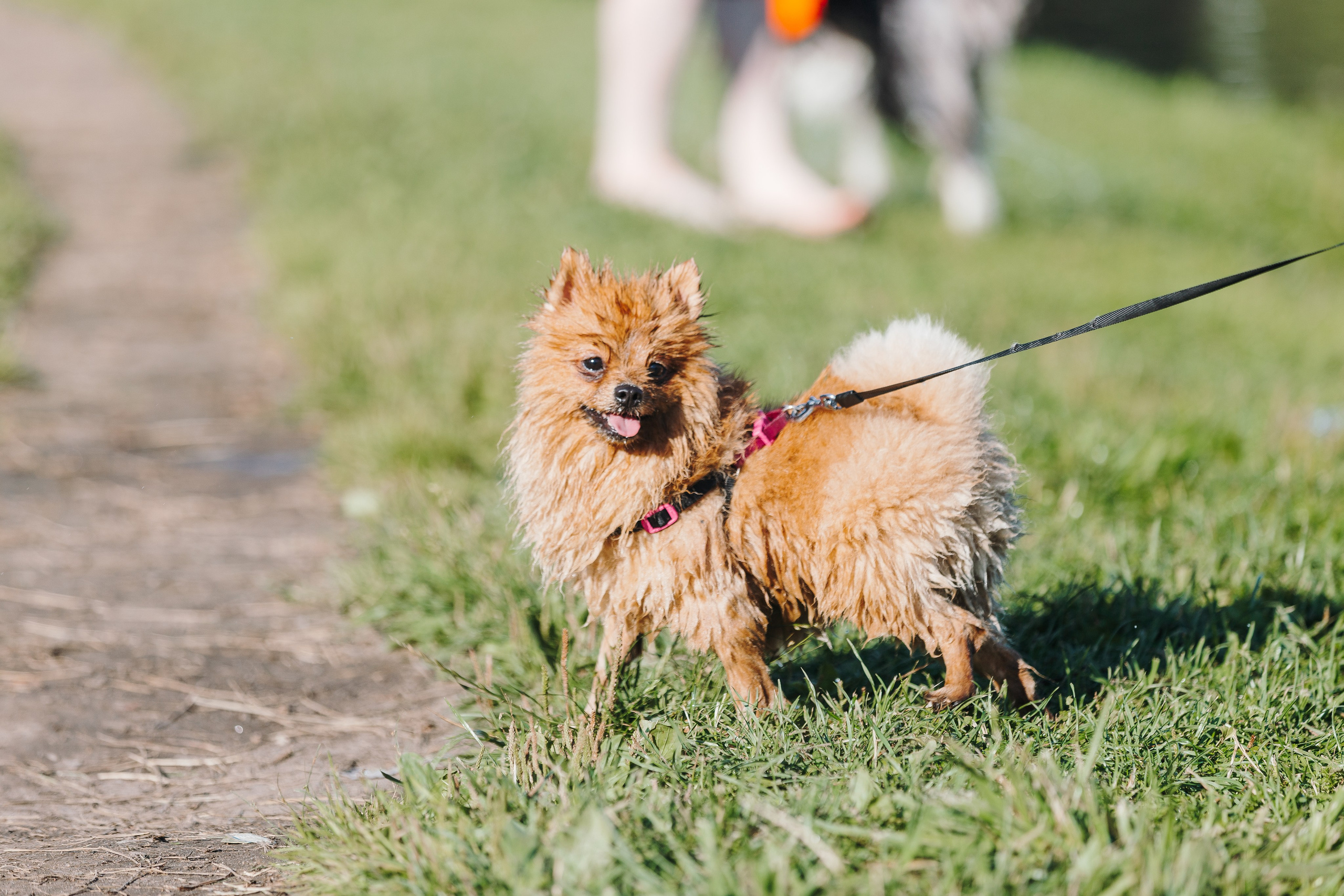 Petshop Sup day. Фотограф анималист Кристина Карпова, Москва