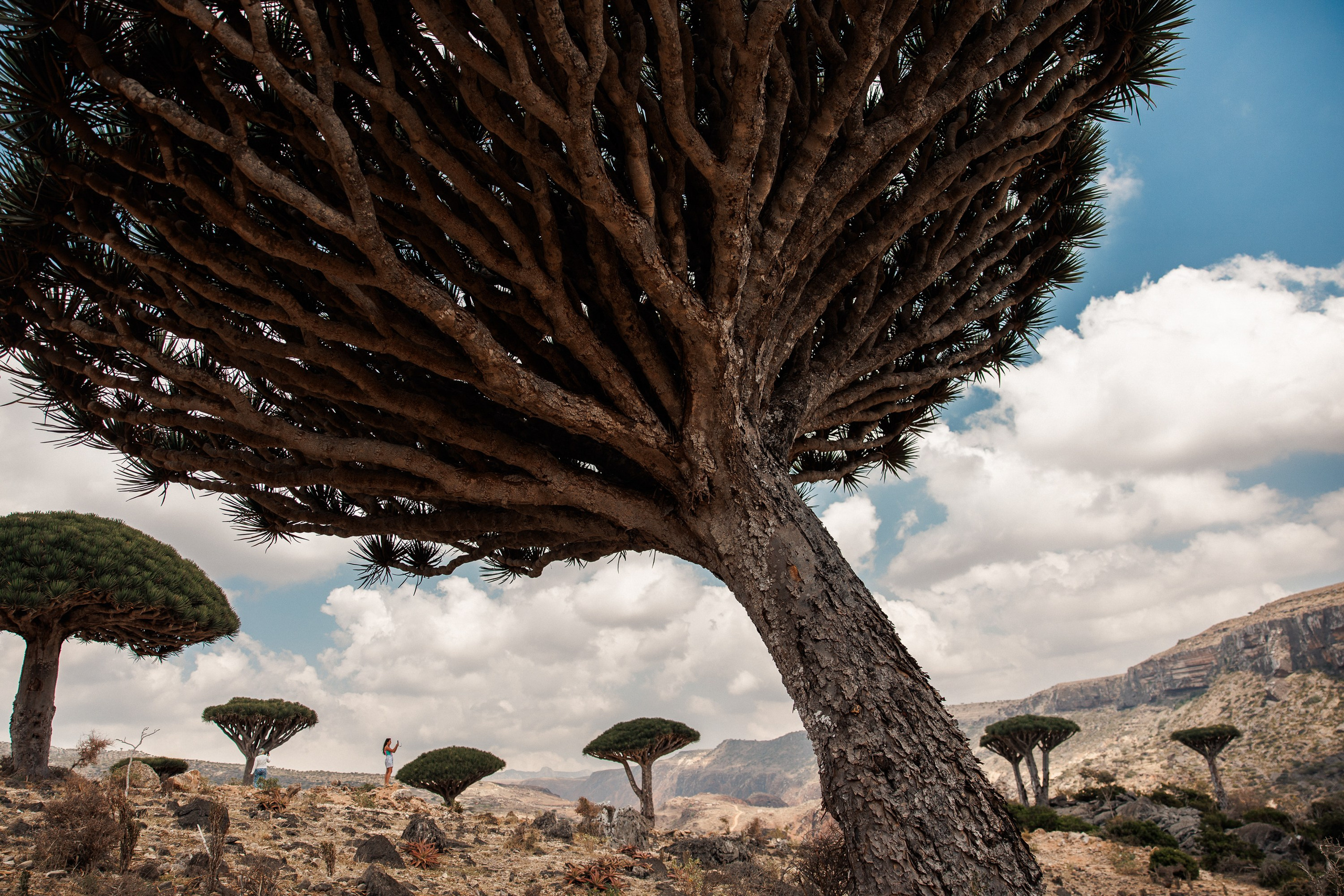 Socotra