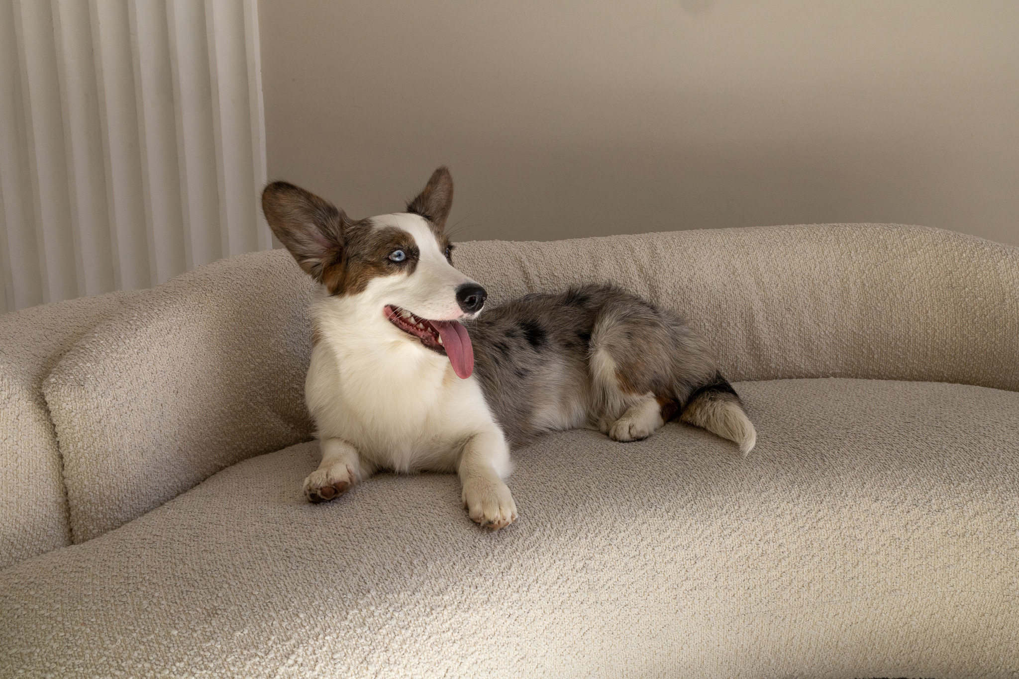 Марина, Саша и две супер корги. Ваш фотограф в Санкт-Петербурге