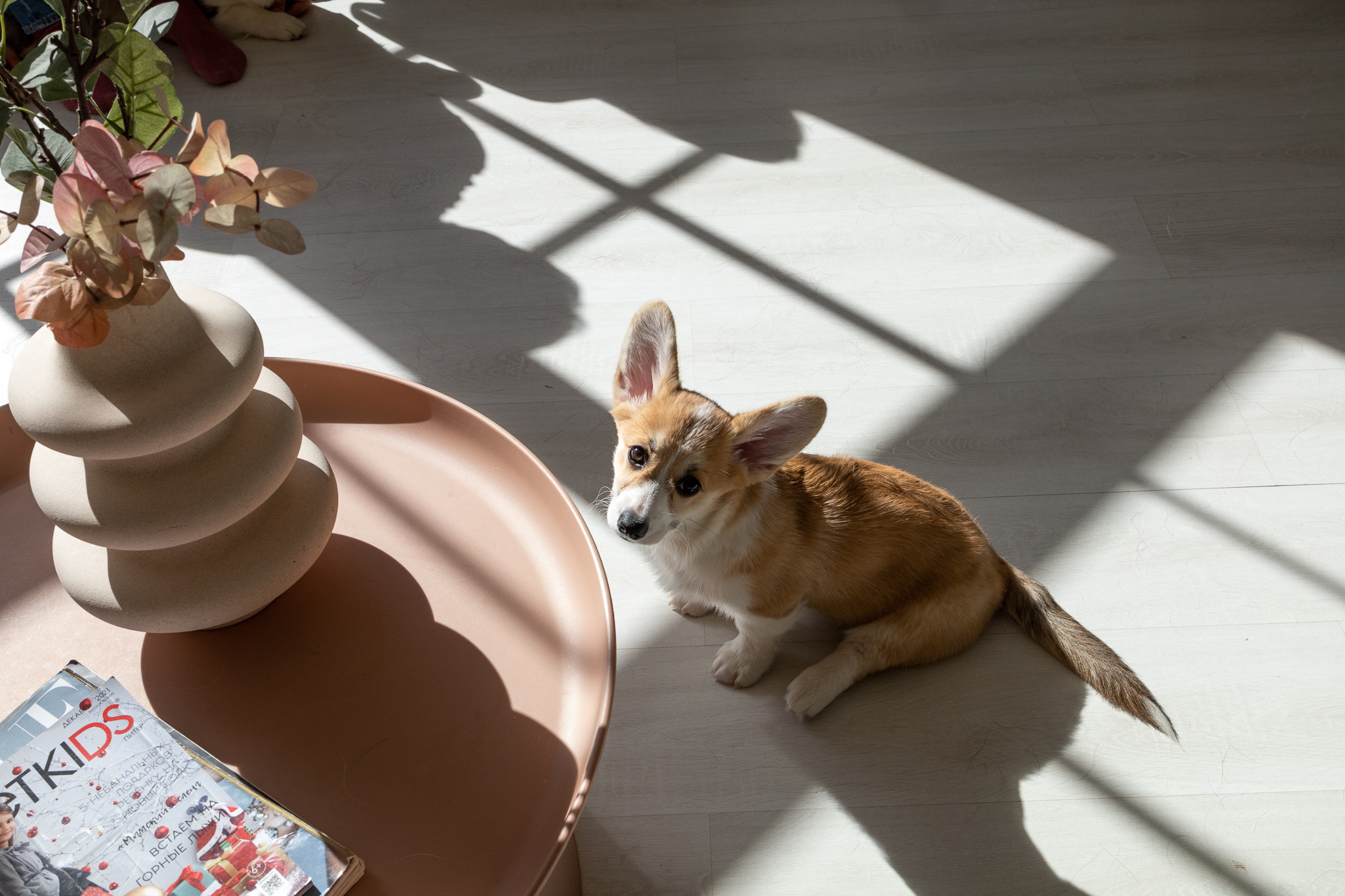 Марина, Саша и две супер корги. Ваш фотограф в Санкт-Петербурге