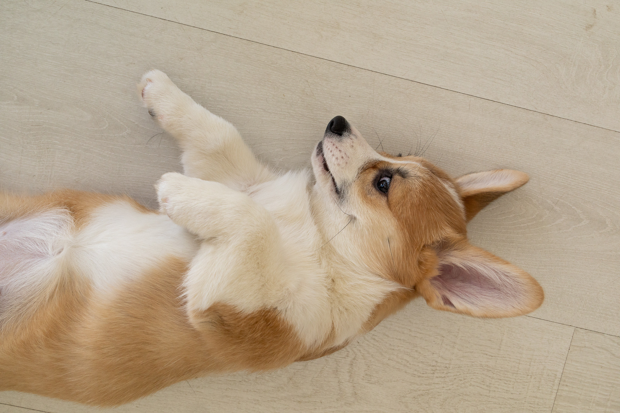 Марина, Саша и две супер корги. Ваш фотограф в Санкт-Петербурге