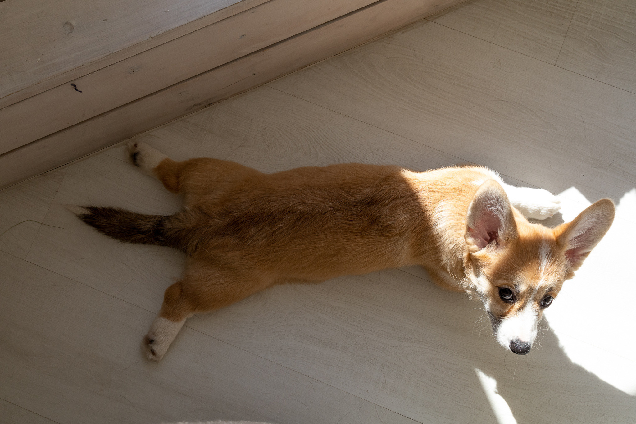 Марина, Саша и две супер корги. Ваш фотограф в Санкт-Петербурге