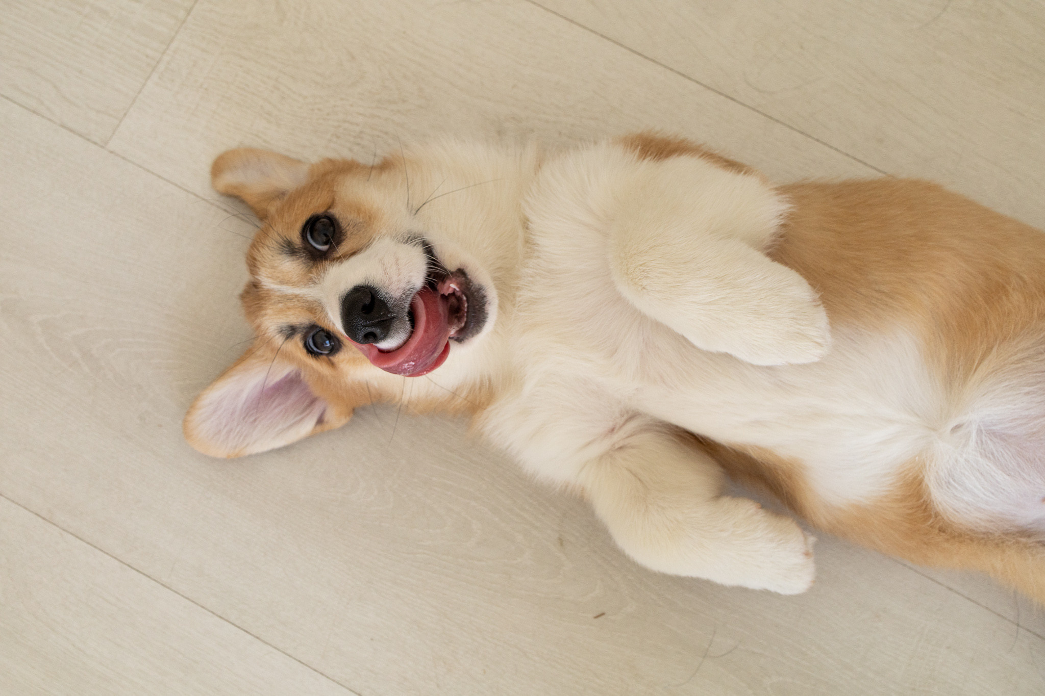 Марина, Саша и две супер корги. Ваш фотограф в Санкт-Петербурге