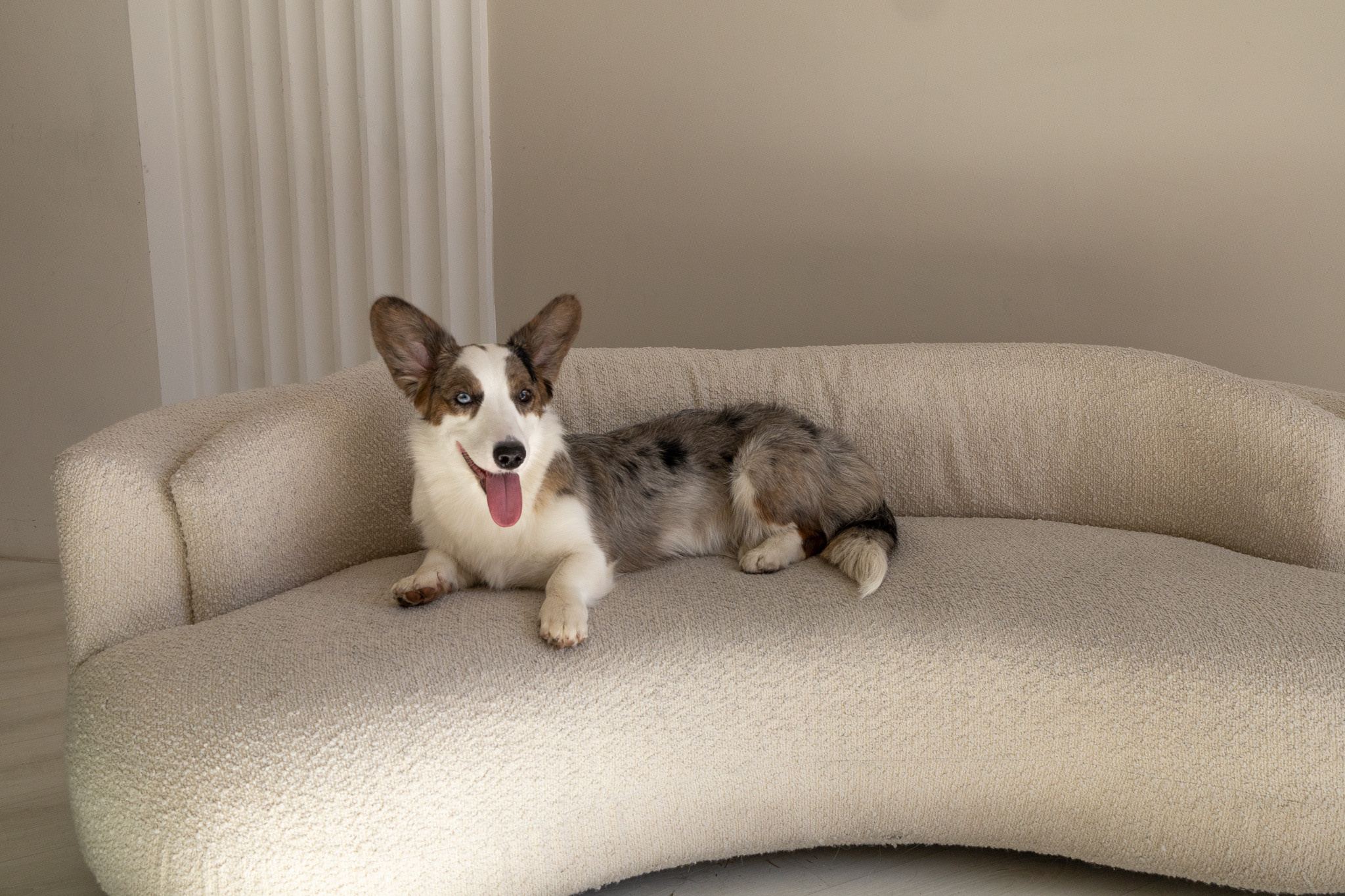 Марина, Саша и две супер корги. Ваш фотограф в Санкт-Петербурге