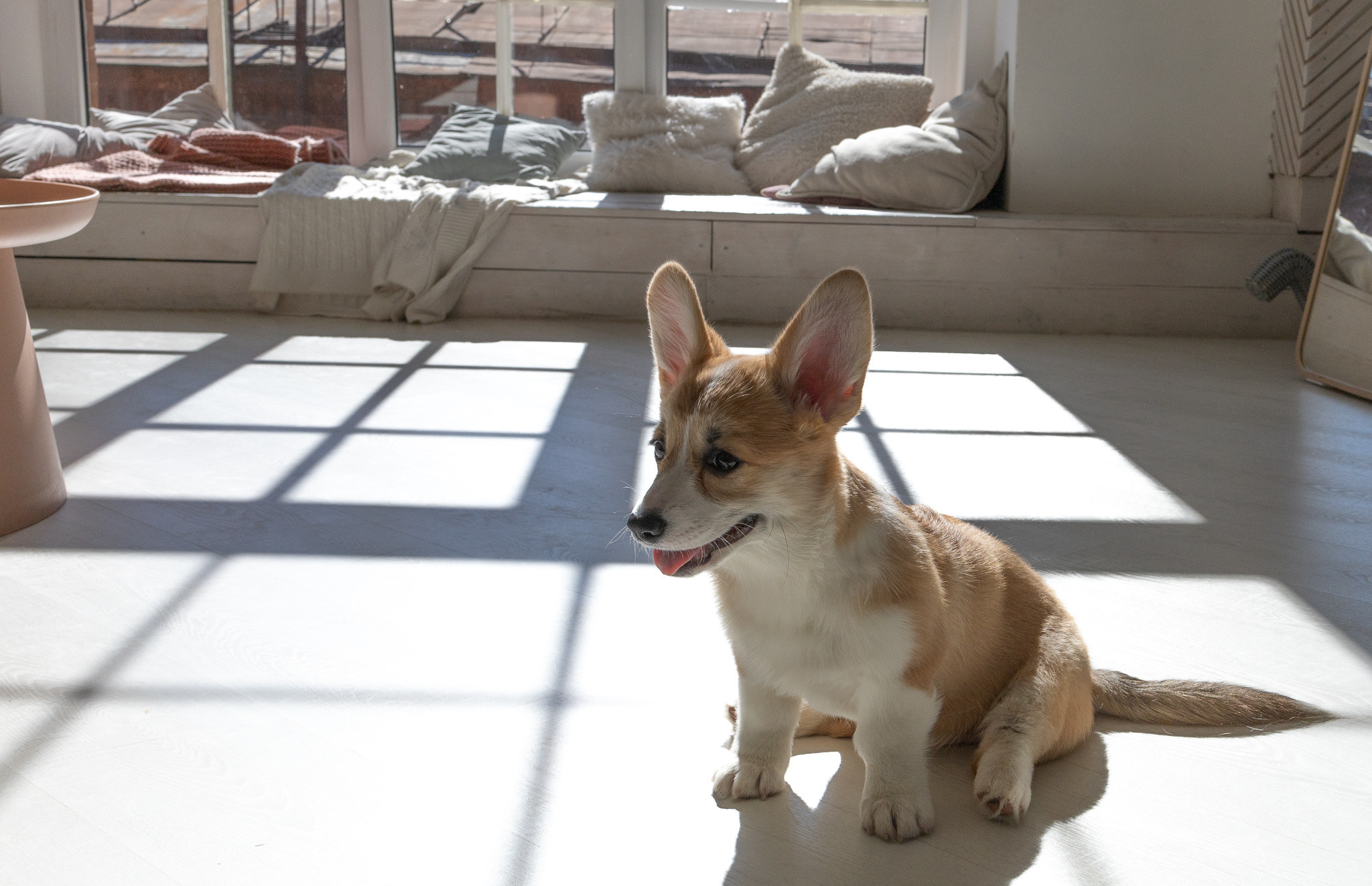 Марина, Саша и две супер корги. Ваш фотограф в Санкт-Петербурге