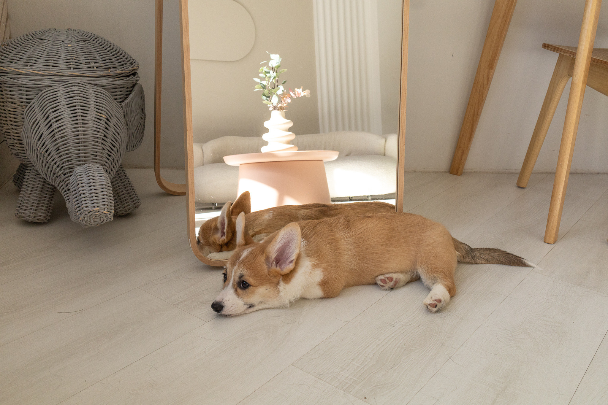 Марина, Саша и две супер корги. Ваш фотограф в Санкт-Петербурге