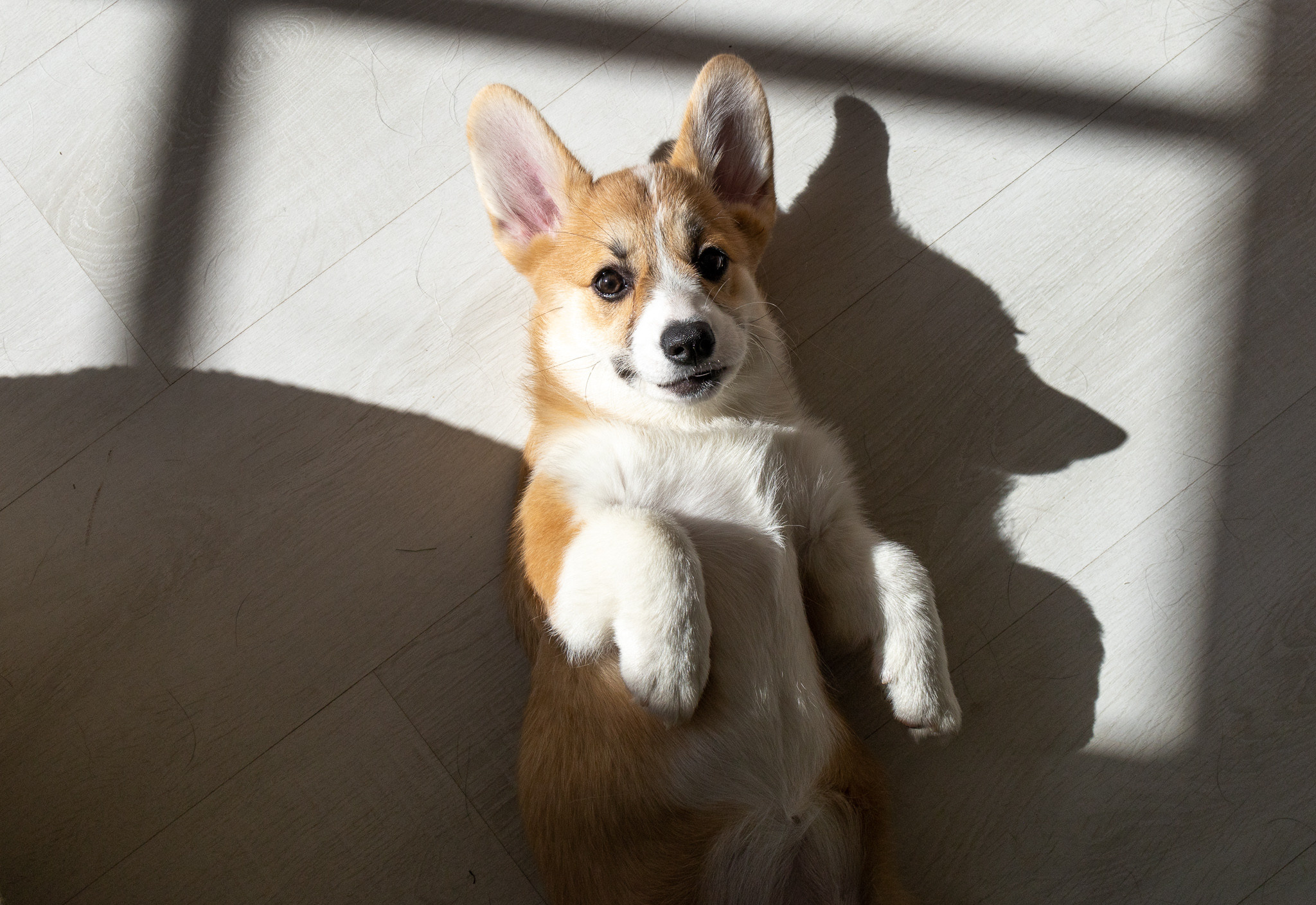 Марина, Саша и две супер корги. Ваш фотограф в Санкт-Петербурге