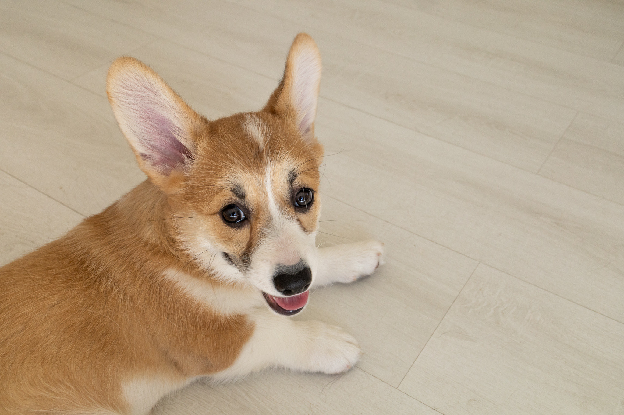 Марина, Саша и две супер корги. Ваш фотограф в Санкт-Петербурге