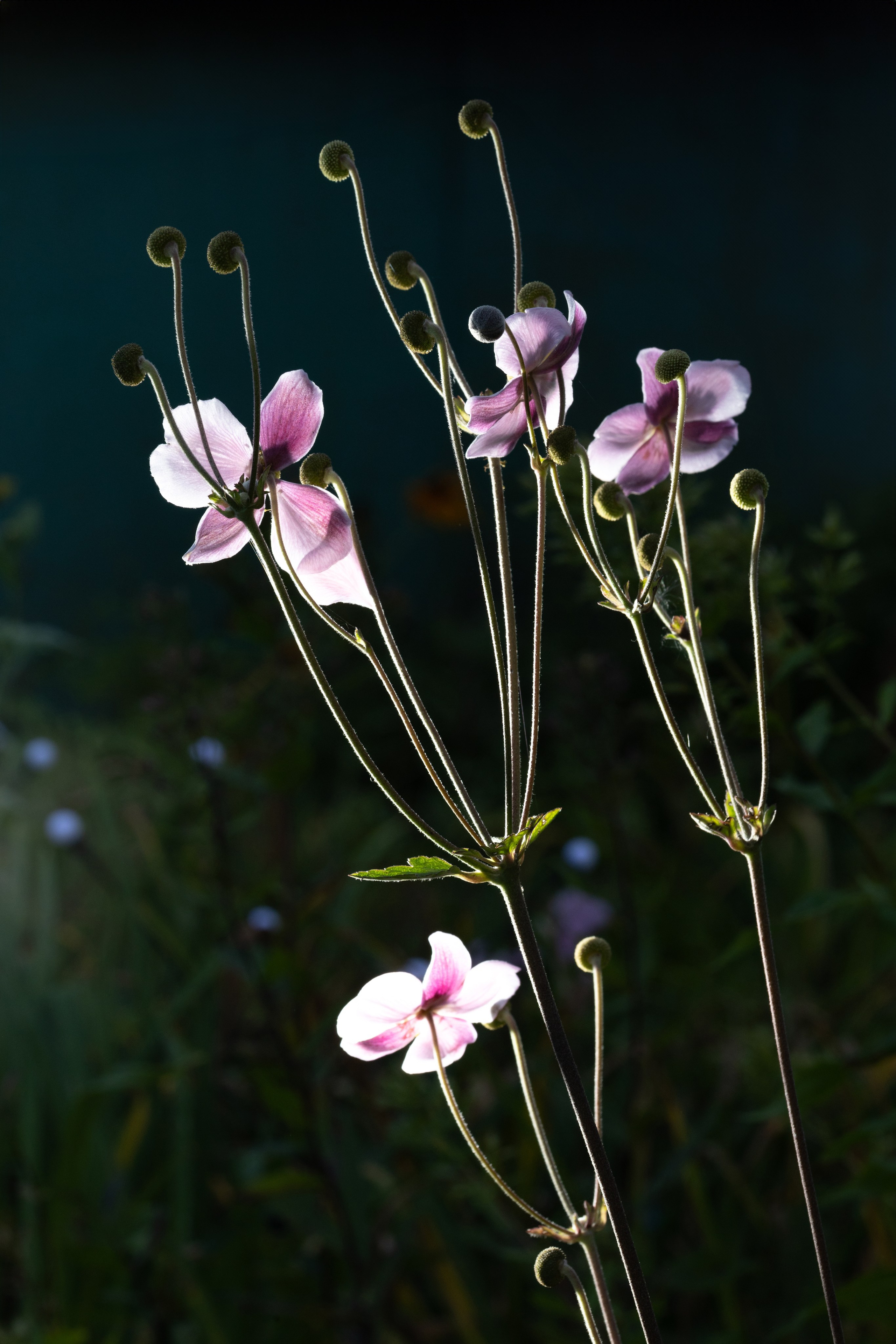 Фотографии растений Виктор Степанов. Фотограф Виктор Степанов