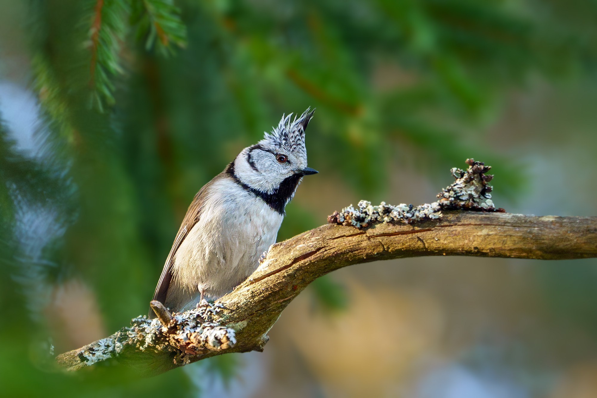 Удивительные мир птиц. Вокруг нас столько прекрасного — присмотритесь!. Ваш личный фотограф Марина Волкова