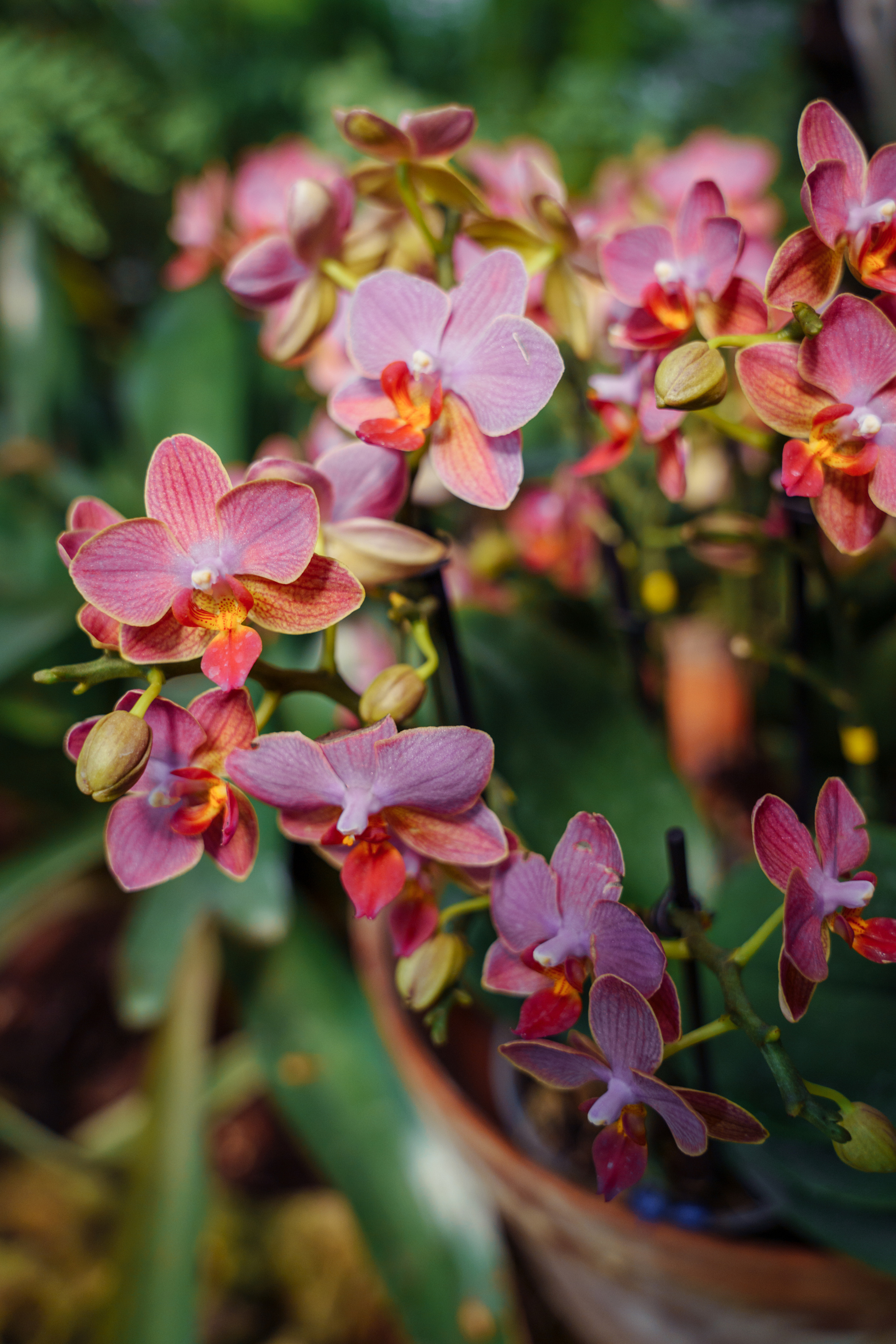 Татьяна — флорист. Фотограф Нинель Гюрсой, г. Москва