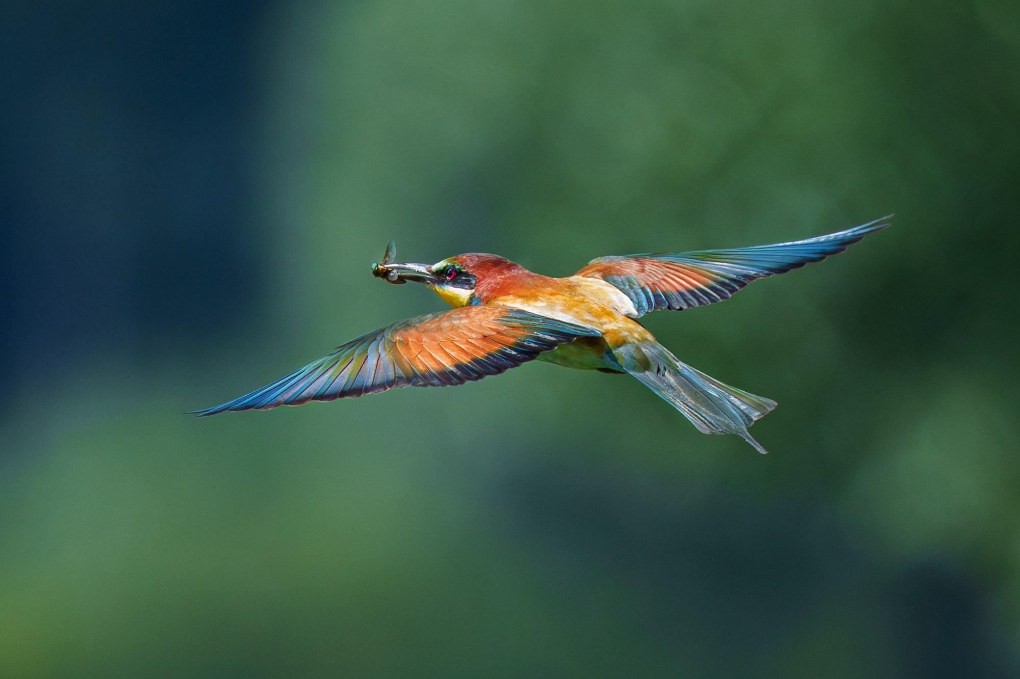 Удивительные мир птиц. Вокруг нас столько прекрасного — присмотритесь!. Ваш личный фотограф Марина Волкова