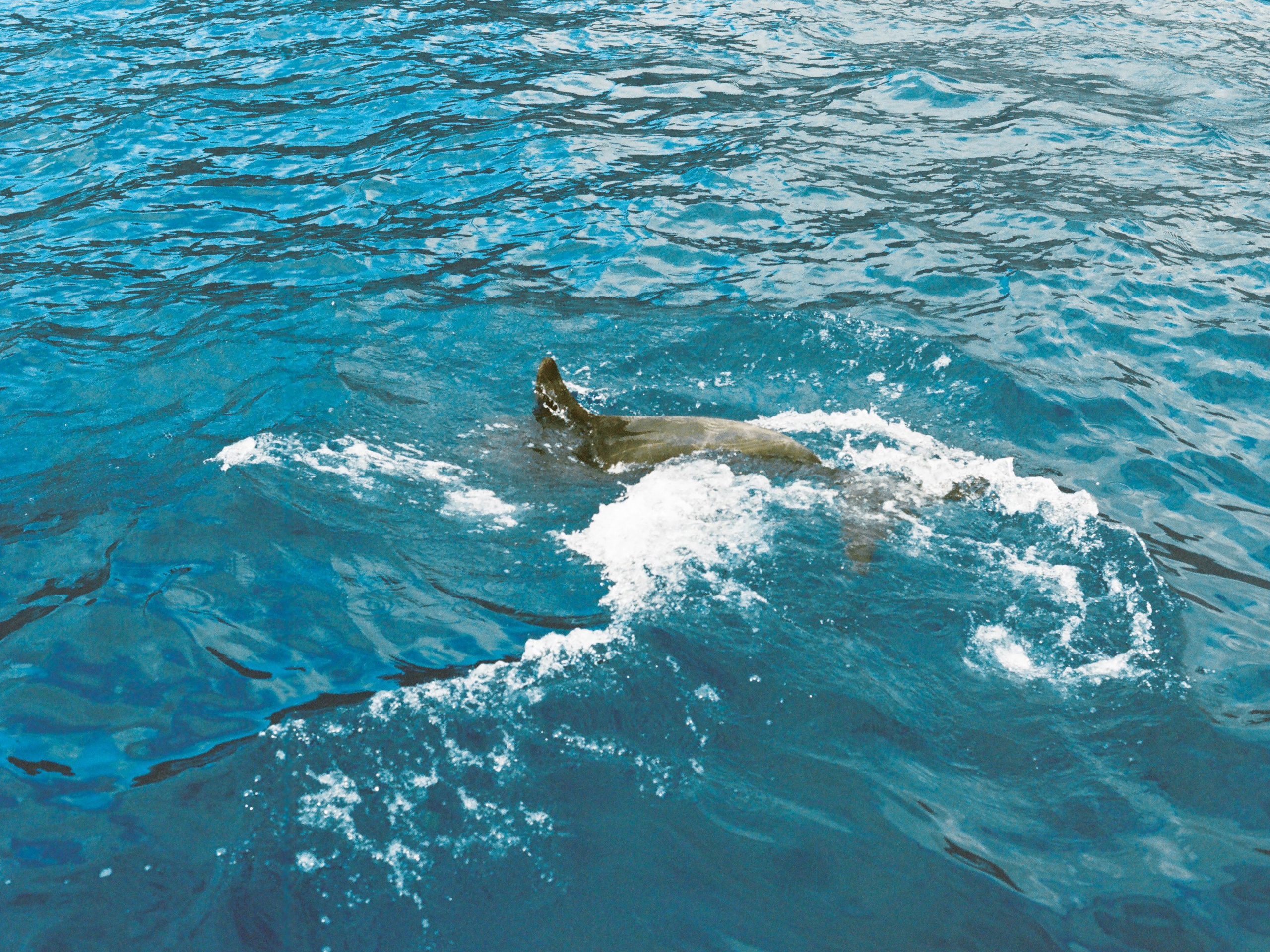 Катерина и Сергей, свадьба на Тенерифе. Изящная фотография | Ксения Милушкина