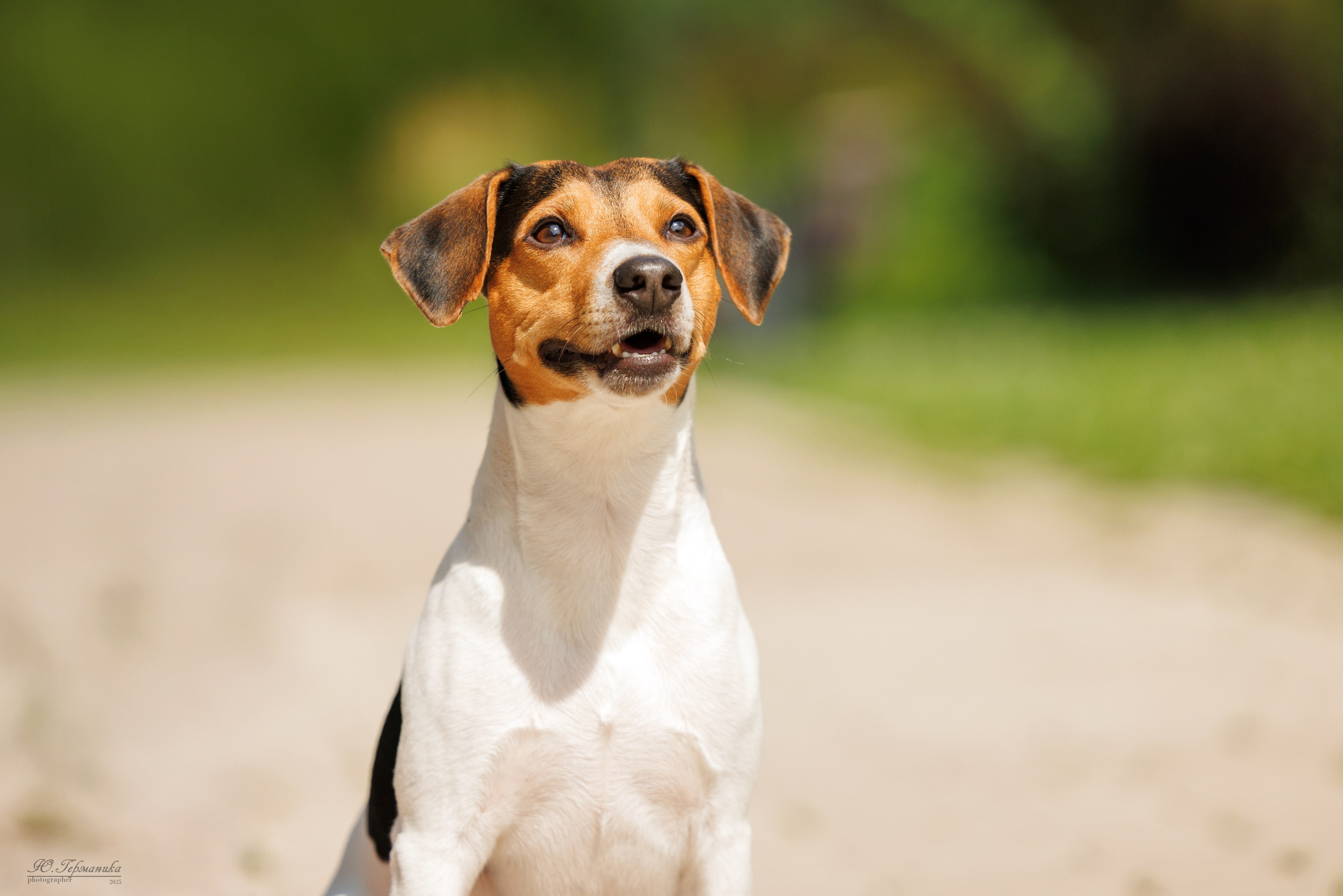 Фотосет Бригада УХ)). Фотограф-анималист Юлия Германика