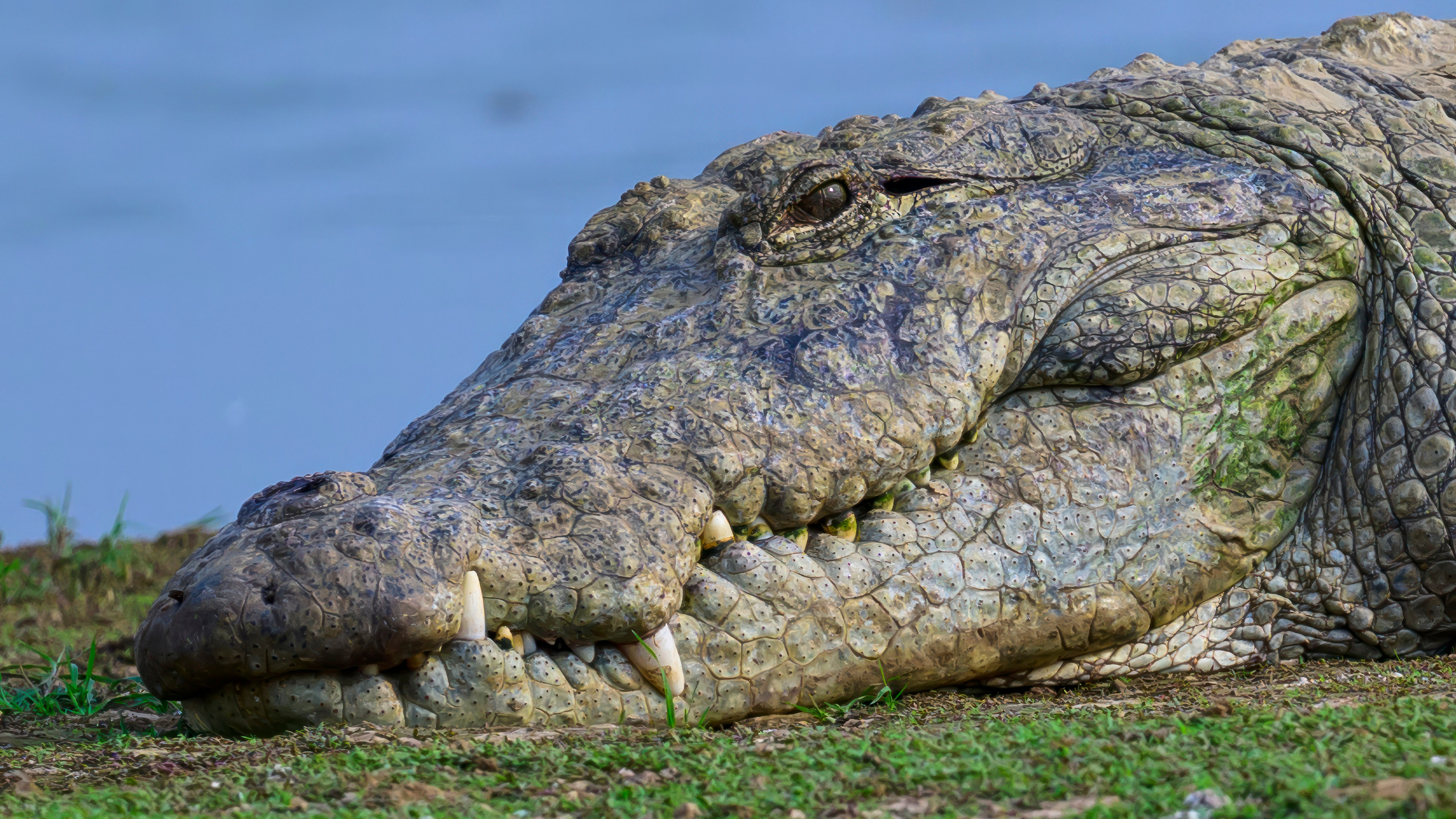 Раджастан, Индия. Wildlife photography by Sergey Puponin