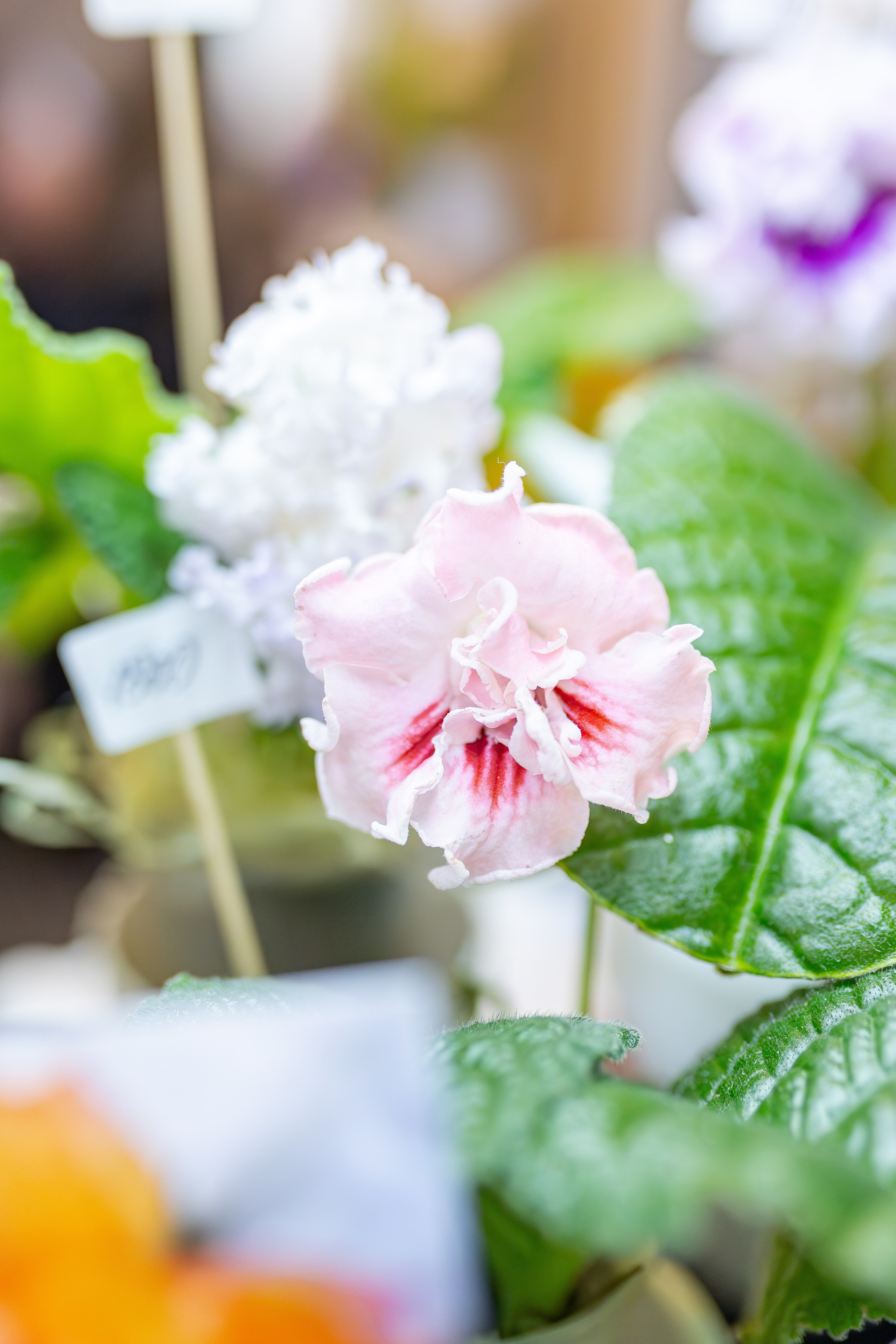 Монстериум апрель 2026. Александра Куликова фотограф, Москва