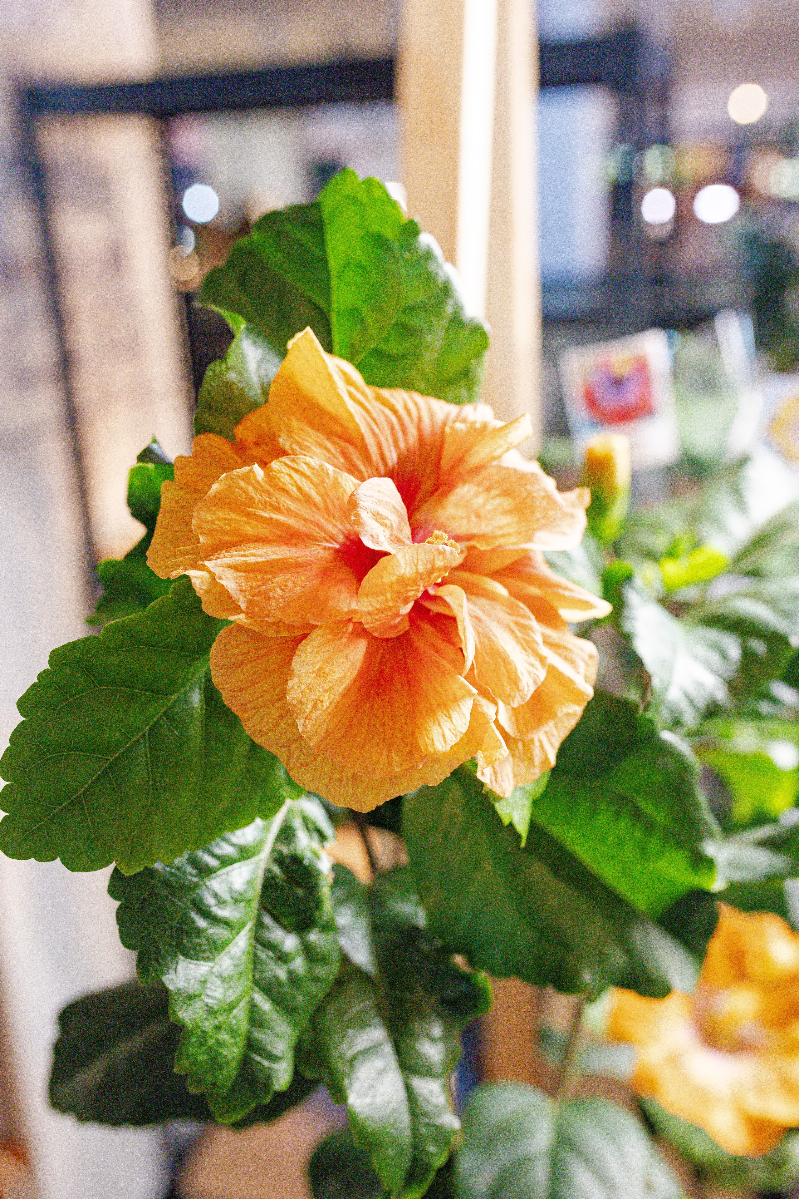 Growbox 1–2 марта. Александра Куликова фотограф, Москва