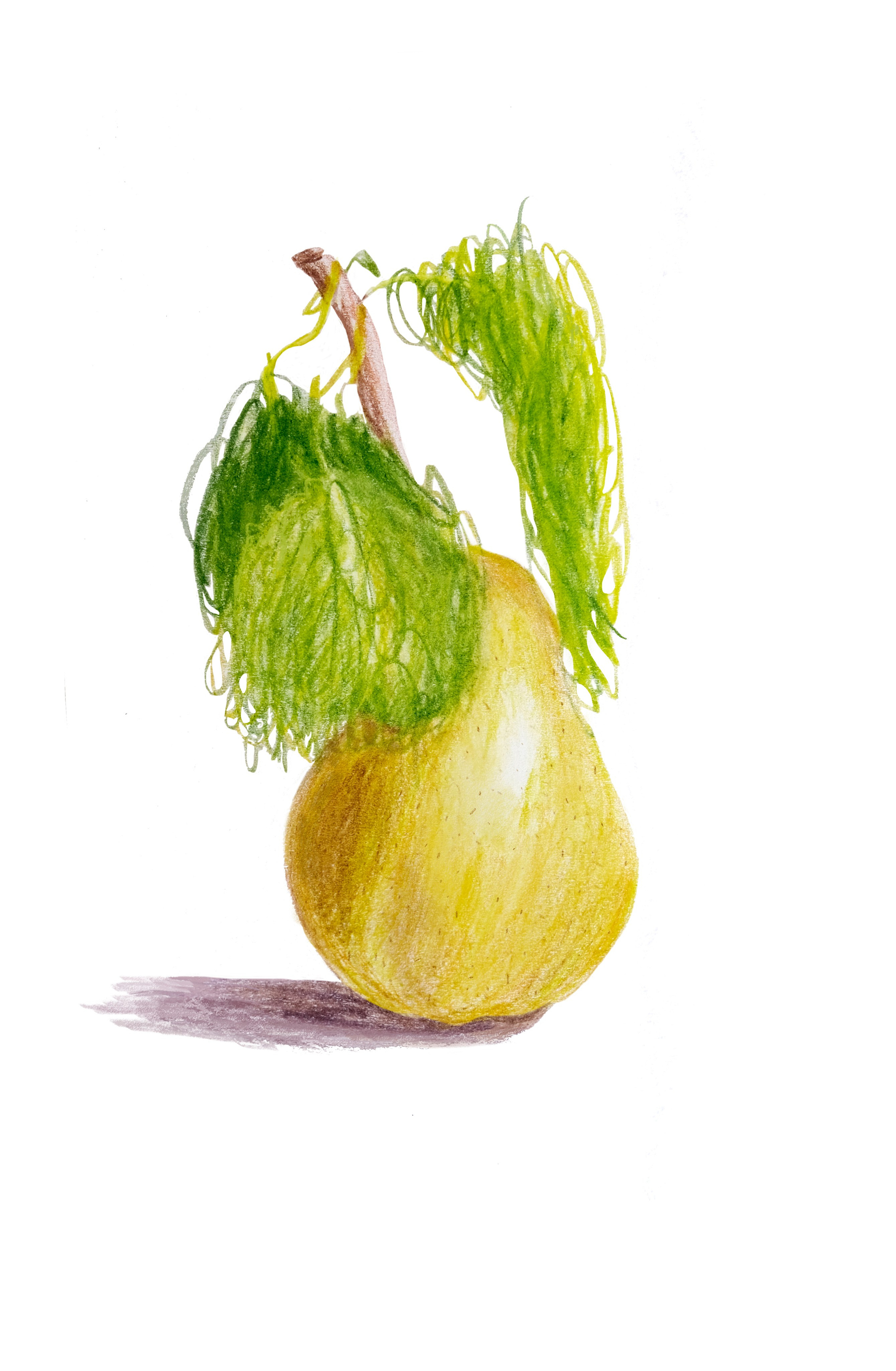 Карандаши. Аня Степанова