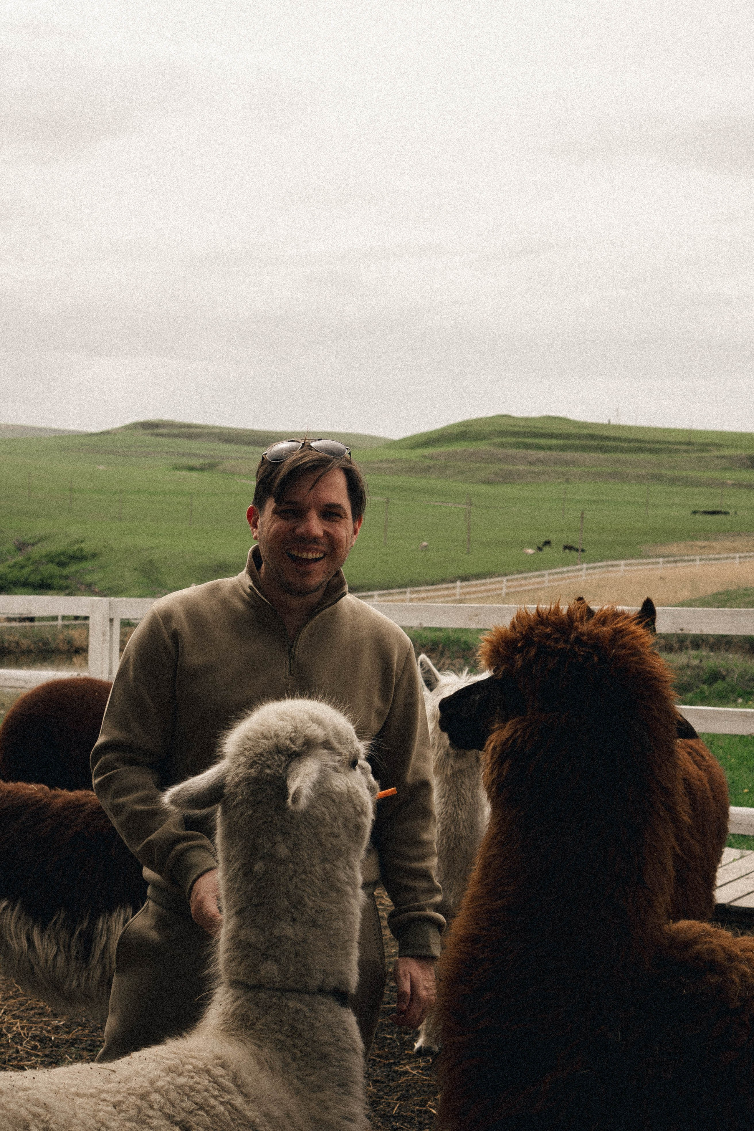 Ферма Альпак. Профессиональный фотограф, Санкт-Петербург — Виктория Богомолова