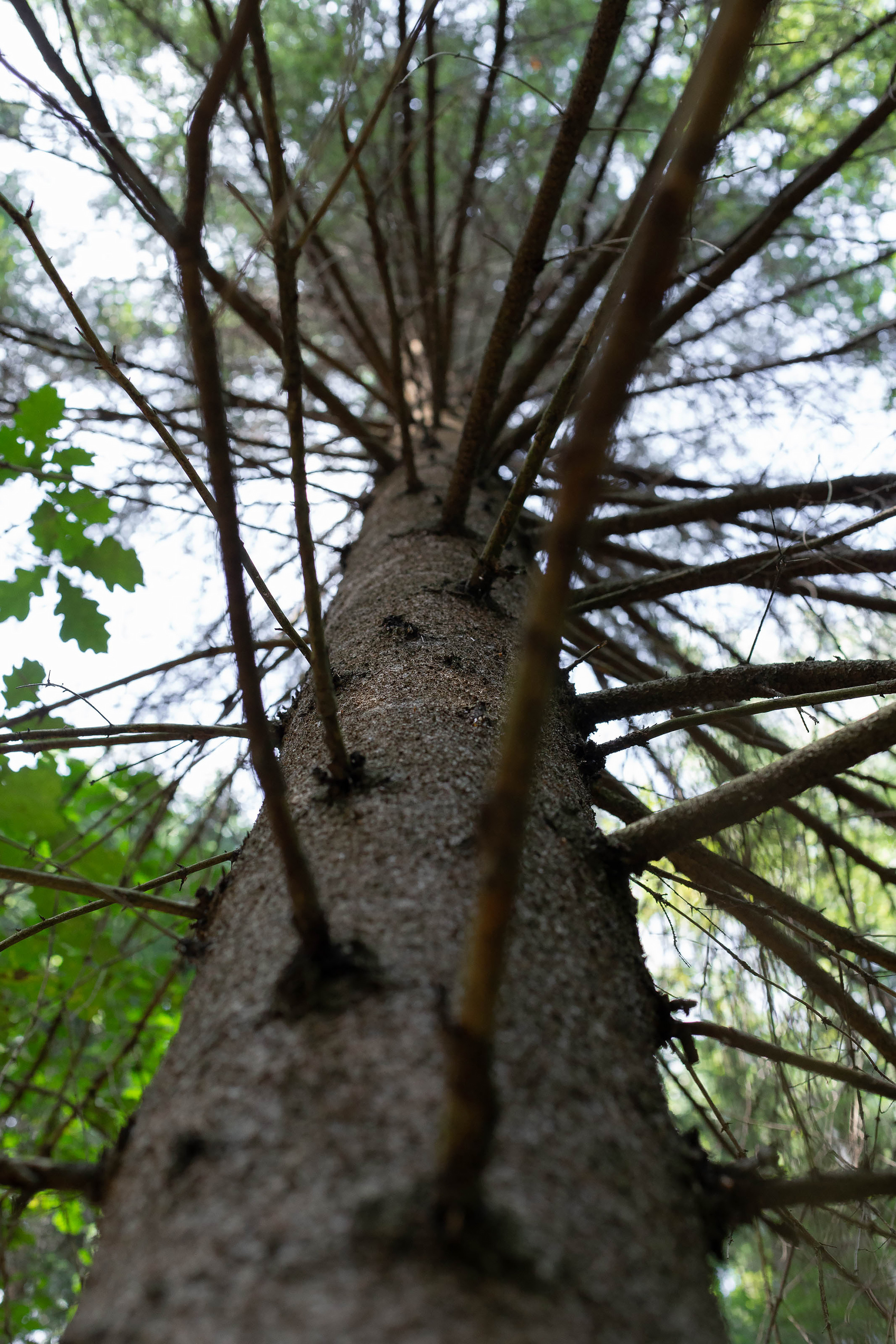 Любовь, лес. Семьи, портреты, школьные съемки. Фотограф Лагутина Елена. Москва
