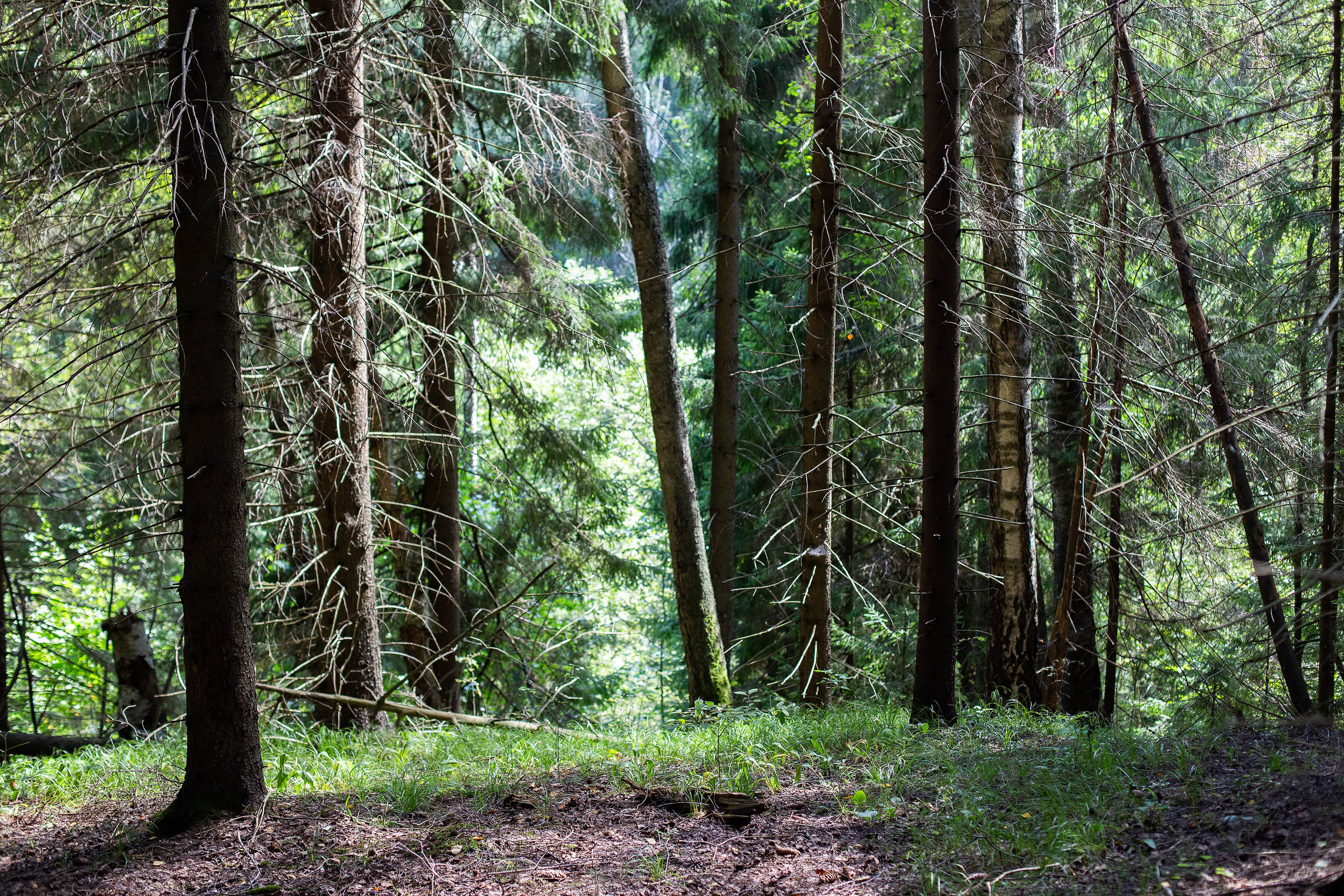 Любовь, лес. Семьи, портреты, школьные съемки. Фотограф Лагутина Елена. Москва