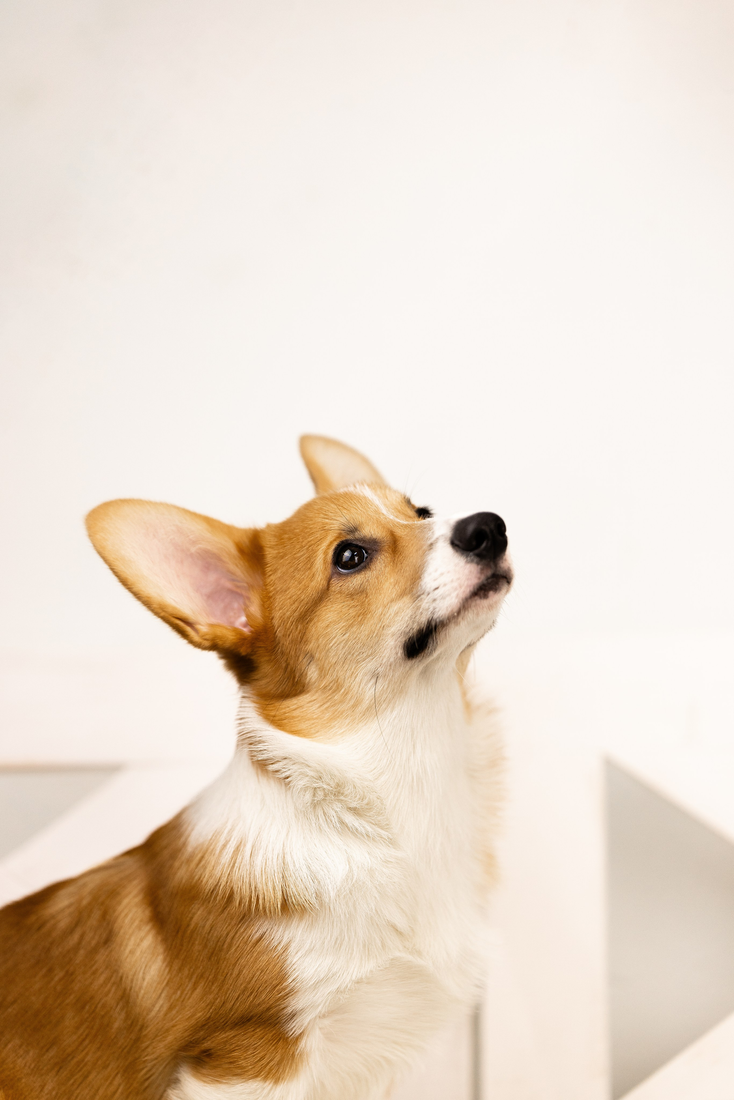 Корги. Фотограф и видеограф анималист Аганина Дарья