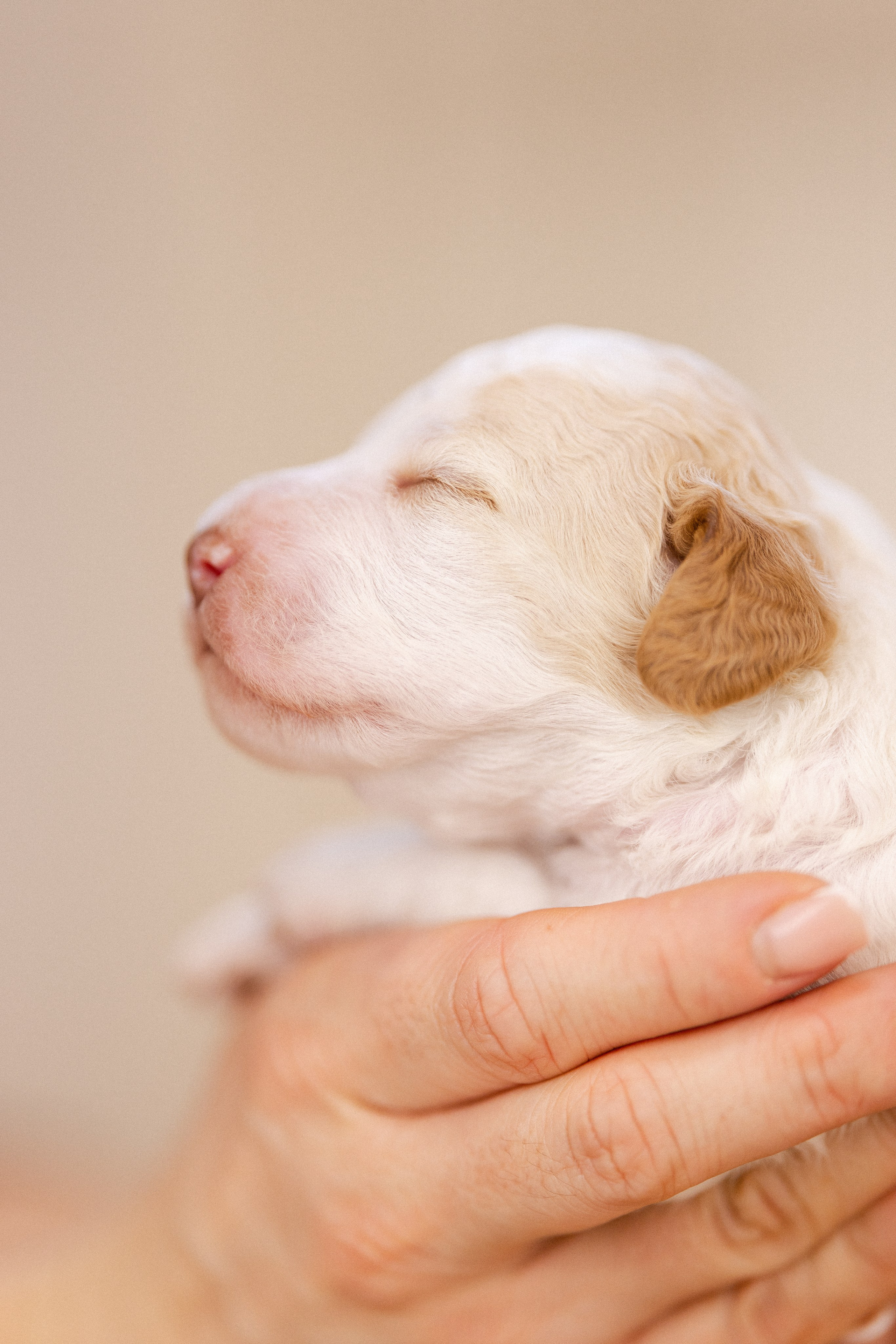 Лаготто Романьоло. Фотограф и видеограф анималист Аганина Дарья
