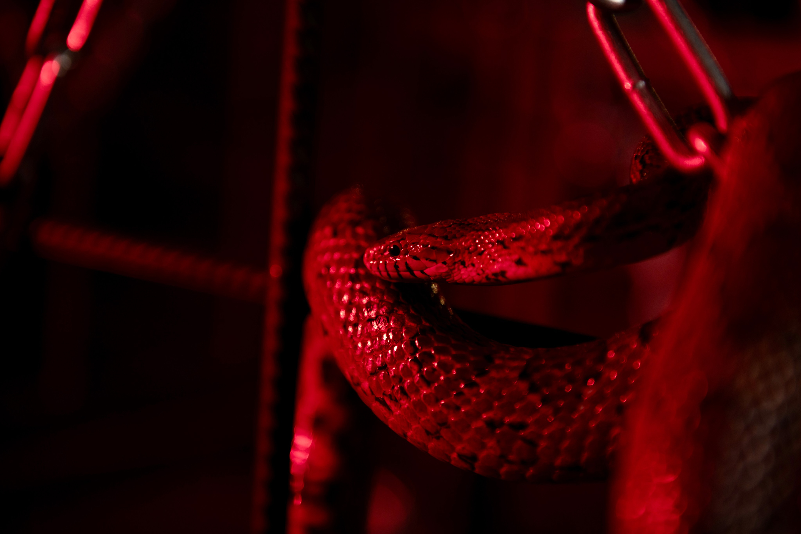 Фотосессия Анастасия. Фотограф Андрей Чеботок (Белгород, Курск, Воронеж, Старый Оскол)