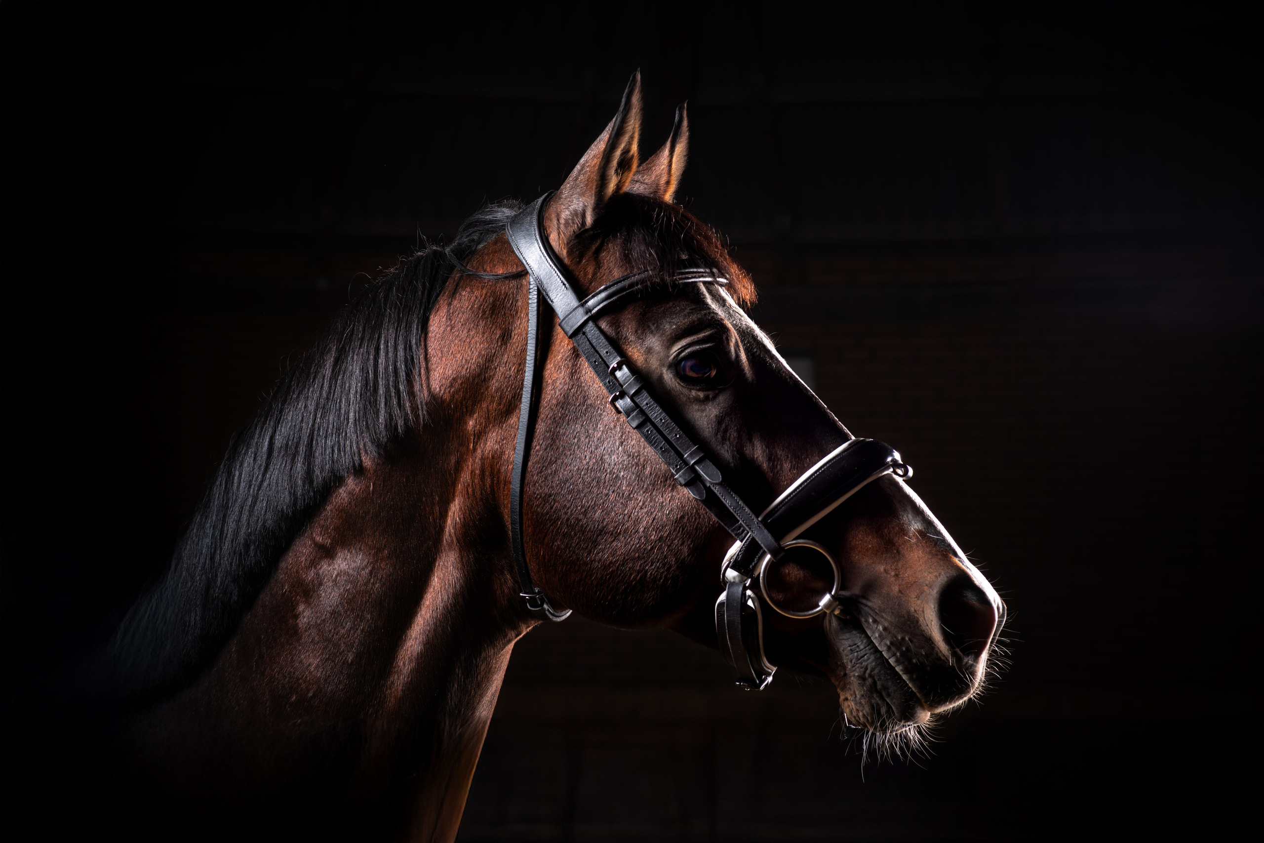 Фотосессия с животными в  Ростов-на-Дону