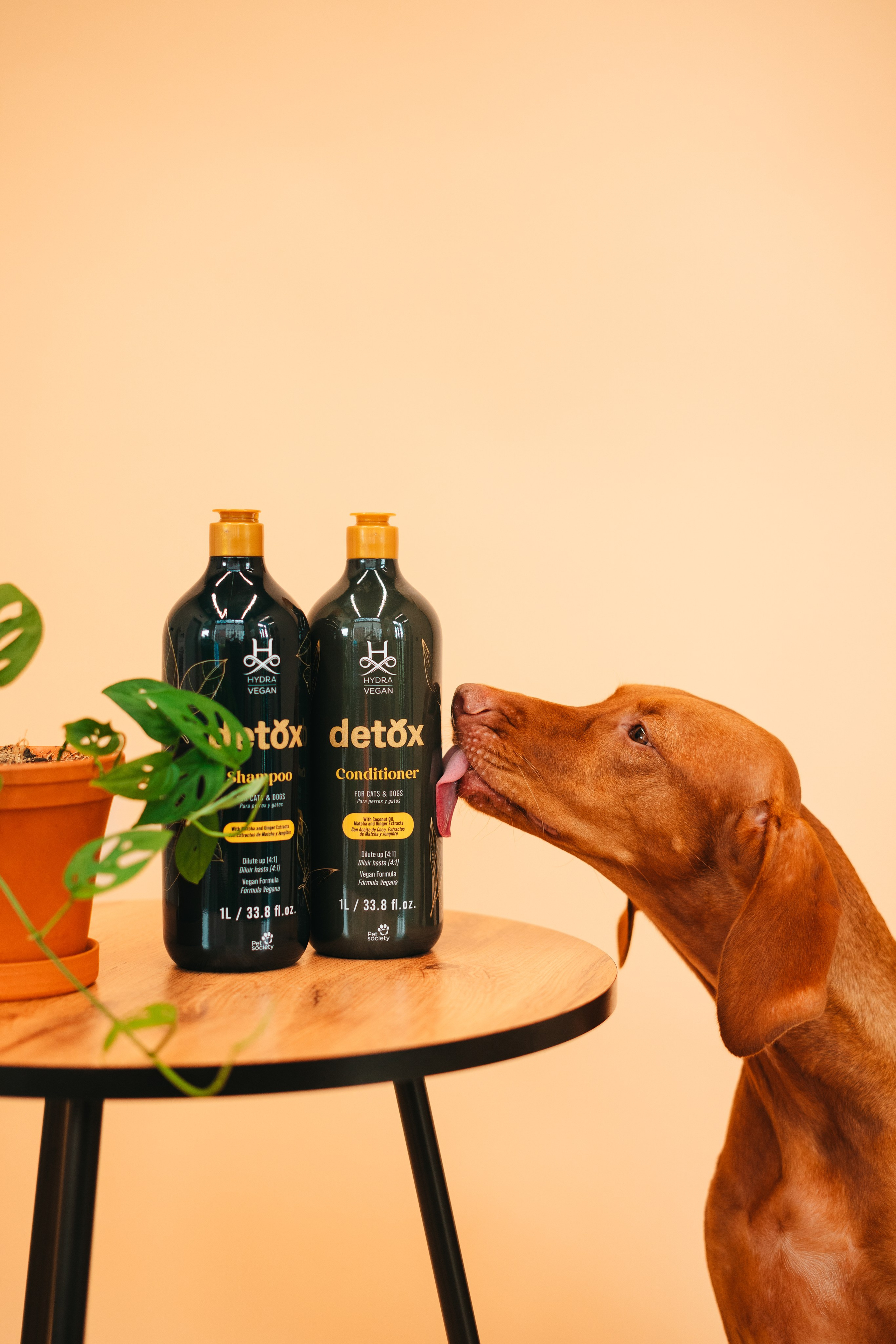 Груминг — салон. Фотограф анималист Осипчикова Мария